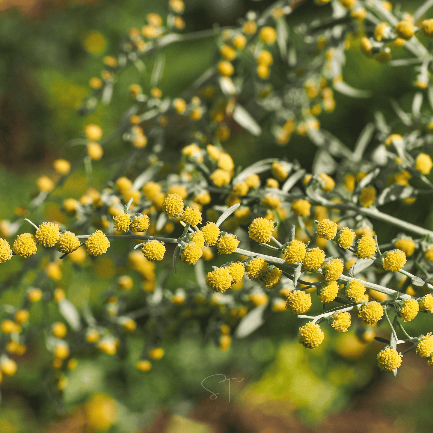 Wormwood ā 200 Seeds