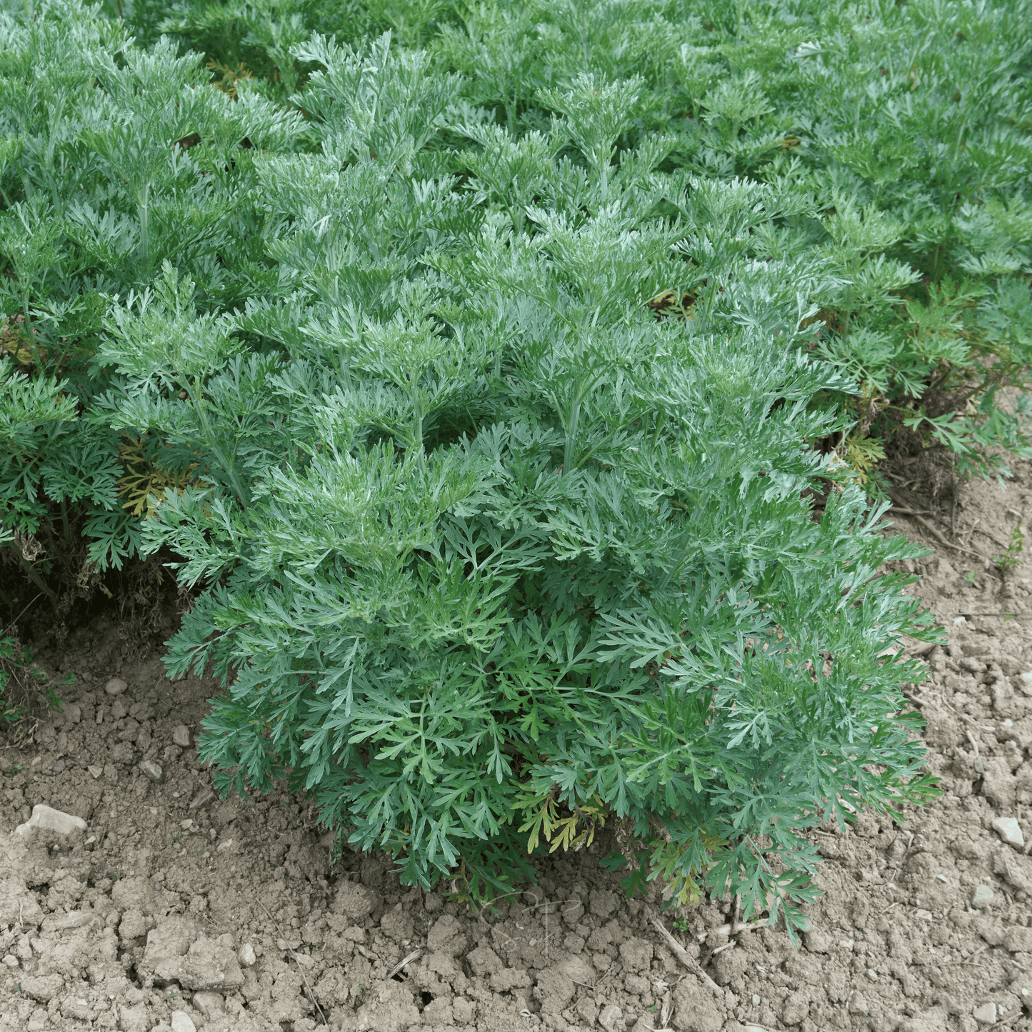 Wormwood ā 200 Seeds