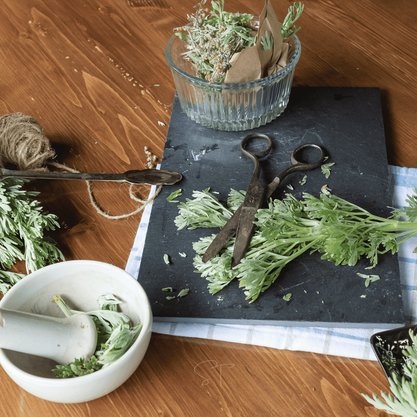 Wormwood ā 200 Seeds