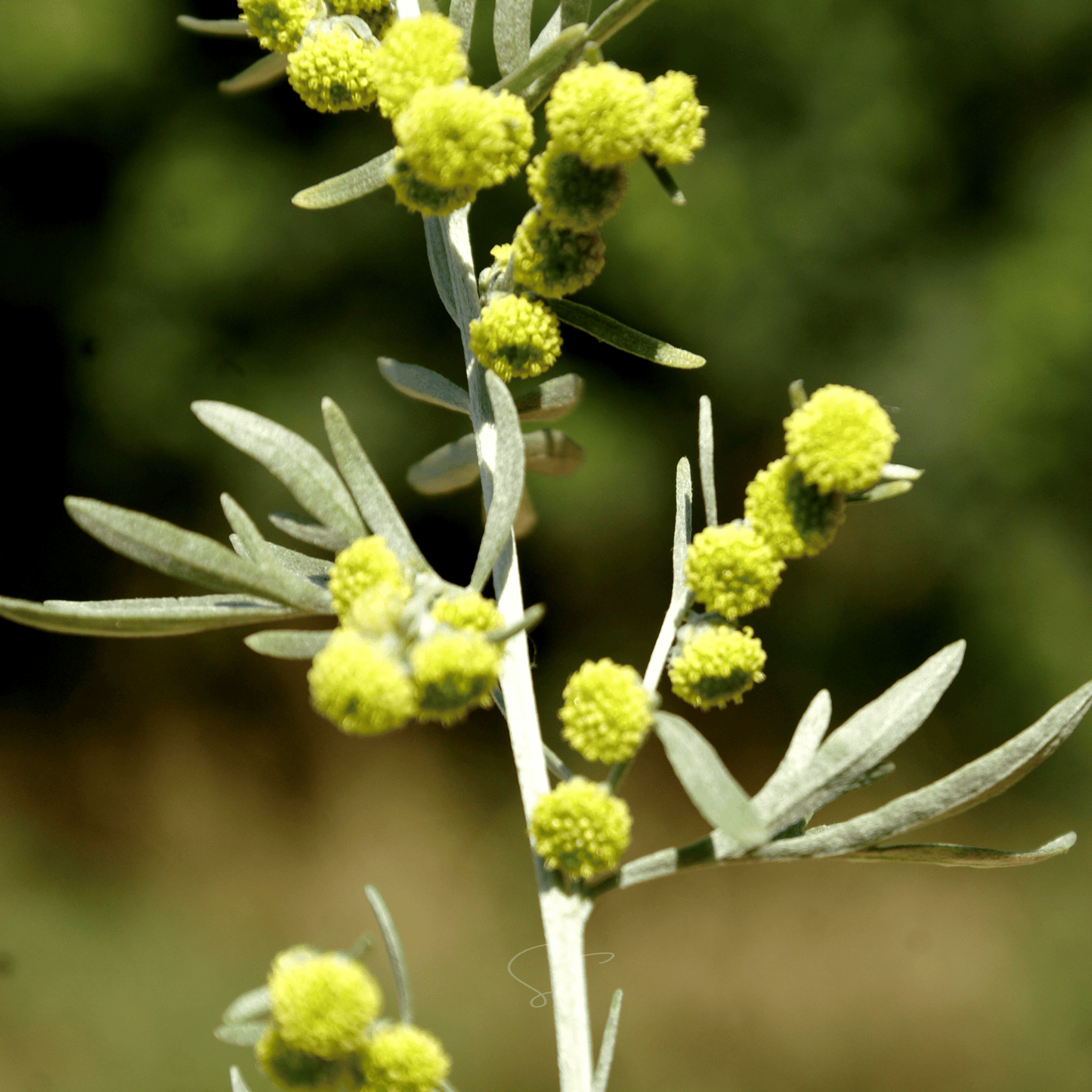Wormwood ā 200 Seeds