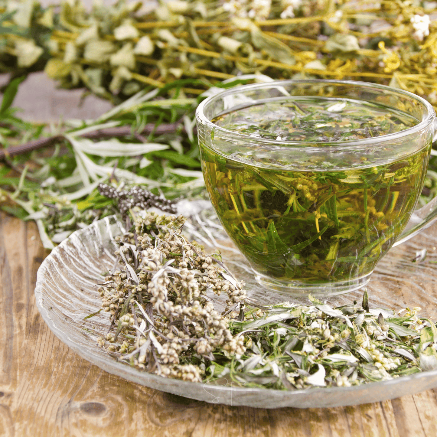 Wormwood ā 200 Seeds