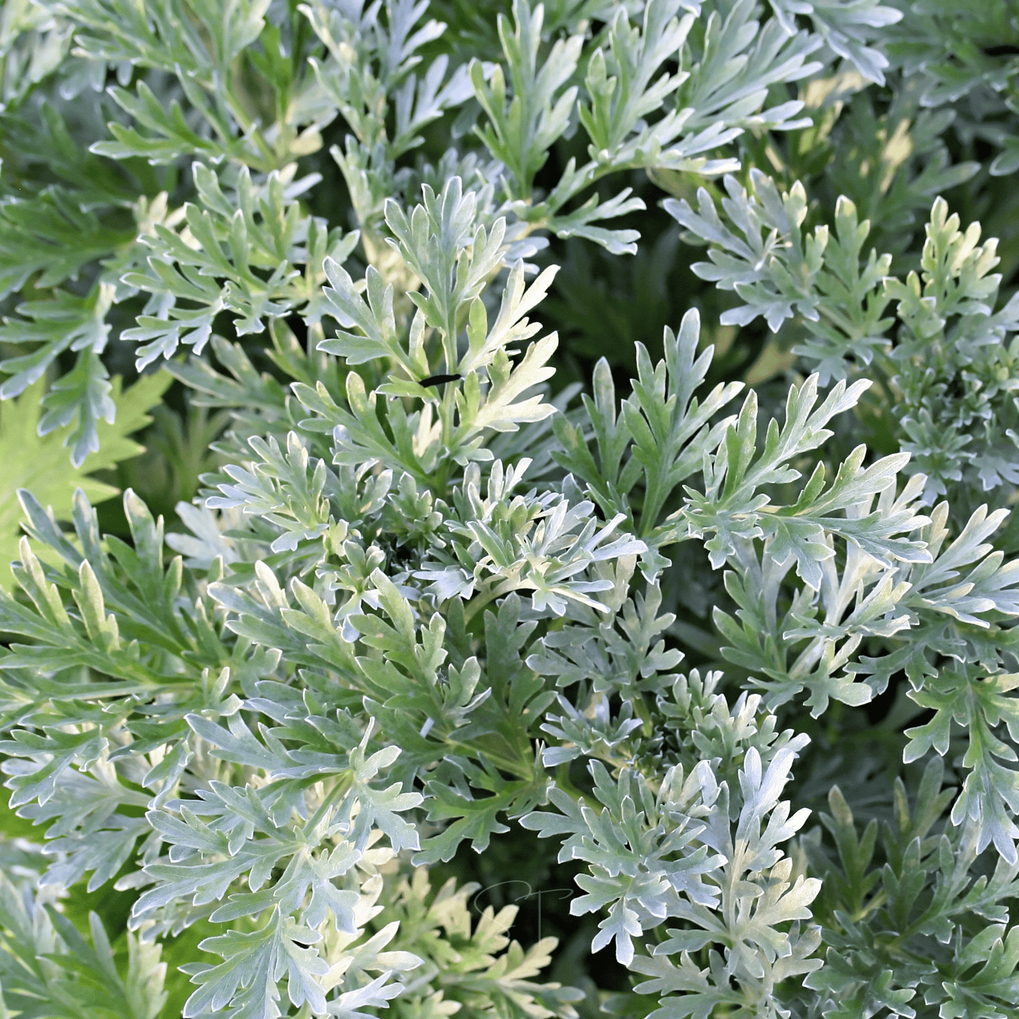 Wormwood ā 200 Seeds