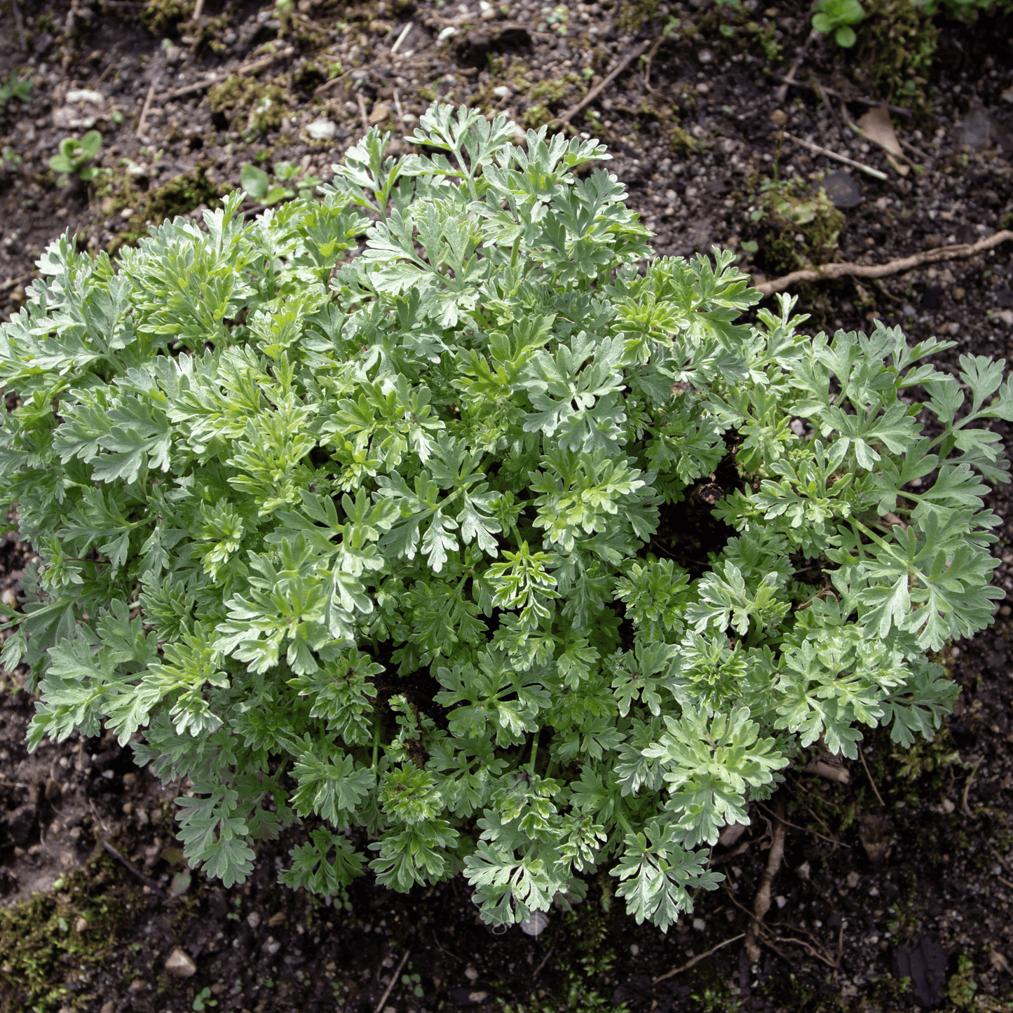 Wormwood ā 200 Seeds