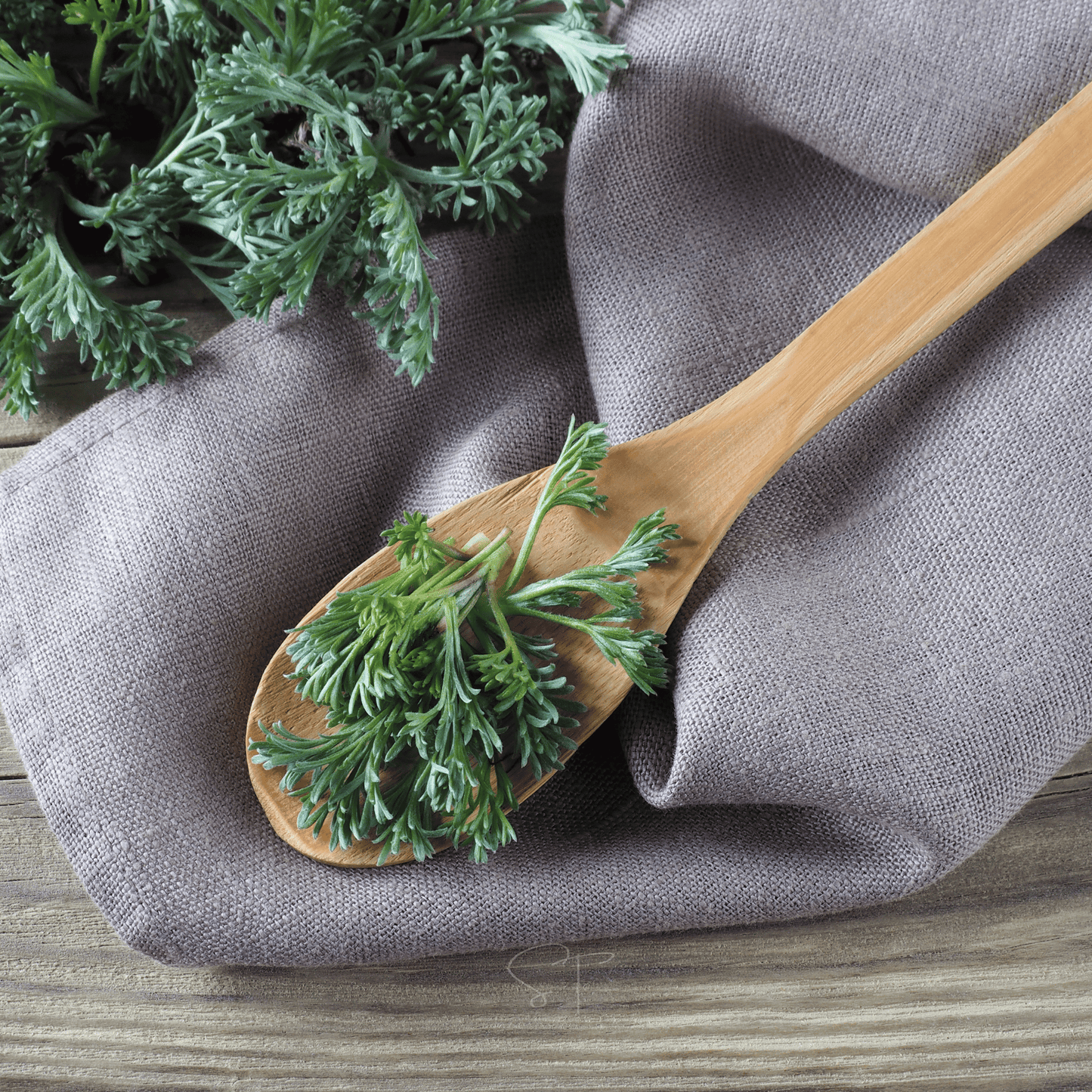 Wormwood ā 200 Seeds