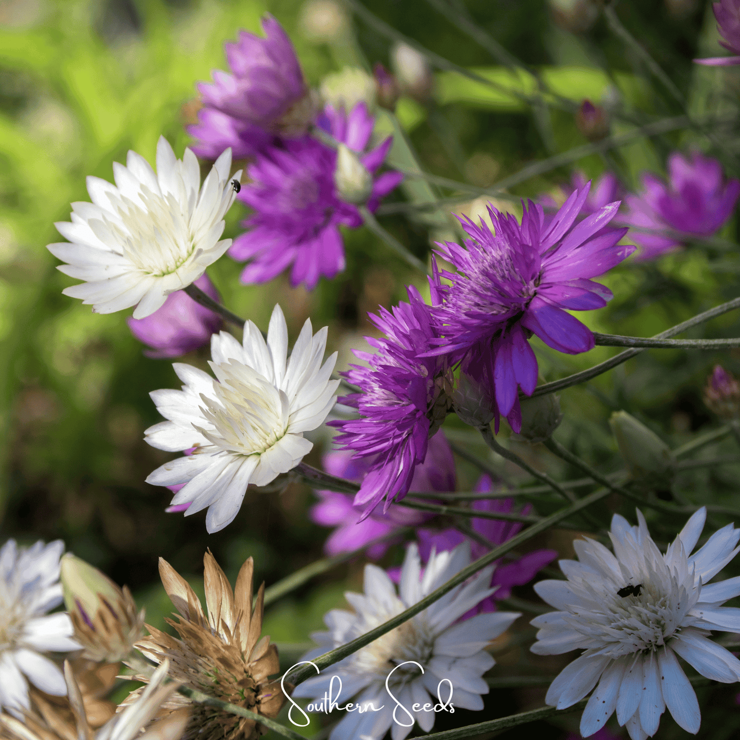 Immortelle Mix Xeranthemum ā 100 Seeds