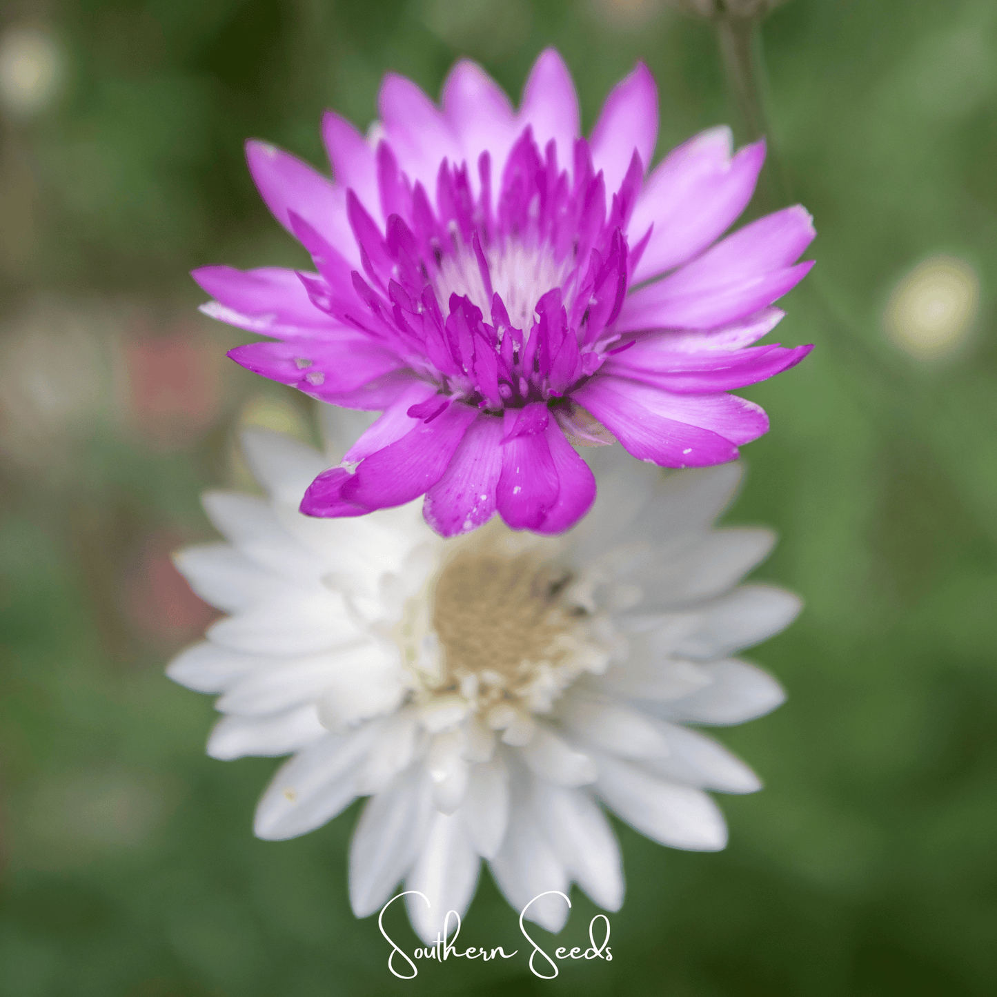 Immortelle Mix Xeranthemum ā 100 Seeds