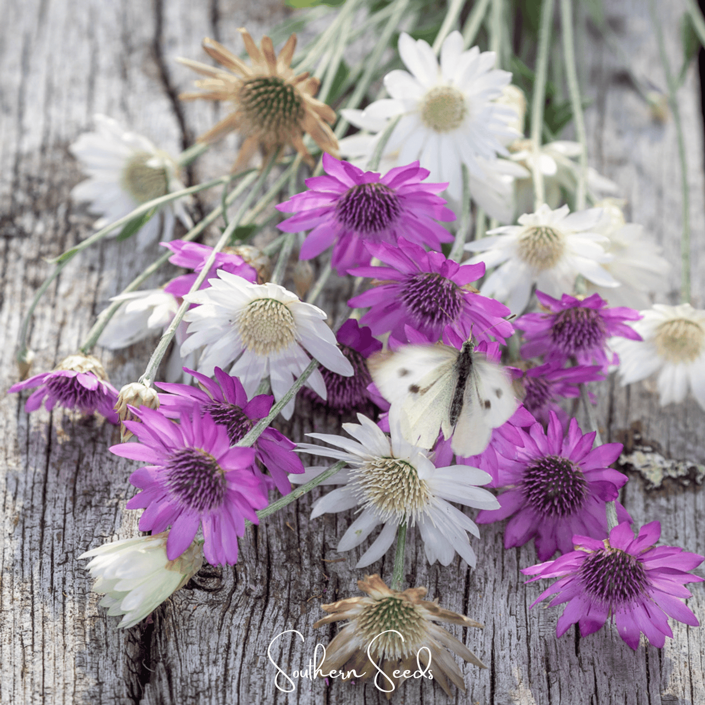 Immortelle Mix Xeranthemum ā 100 Seeds