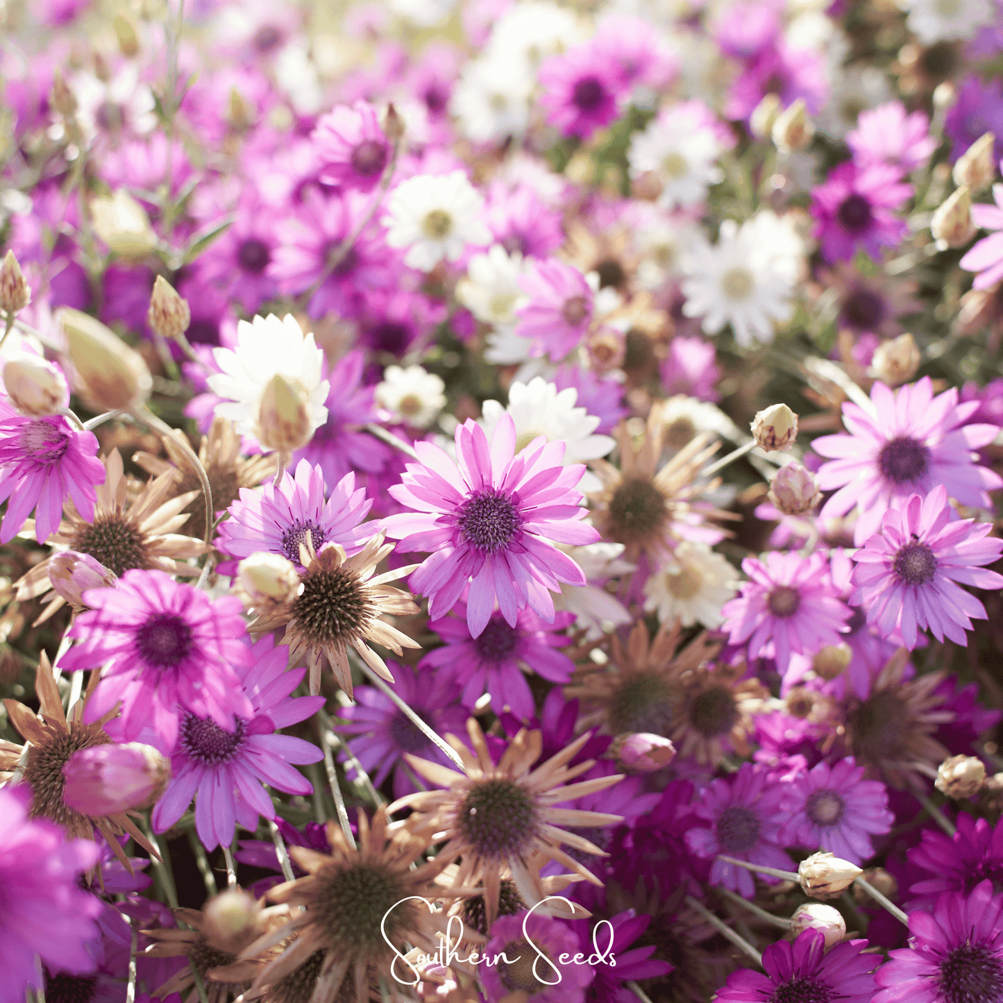 Immortelle Mix Xeranthemum ā 100 Seeds