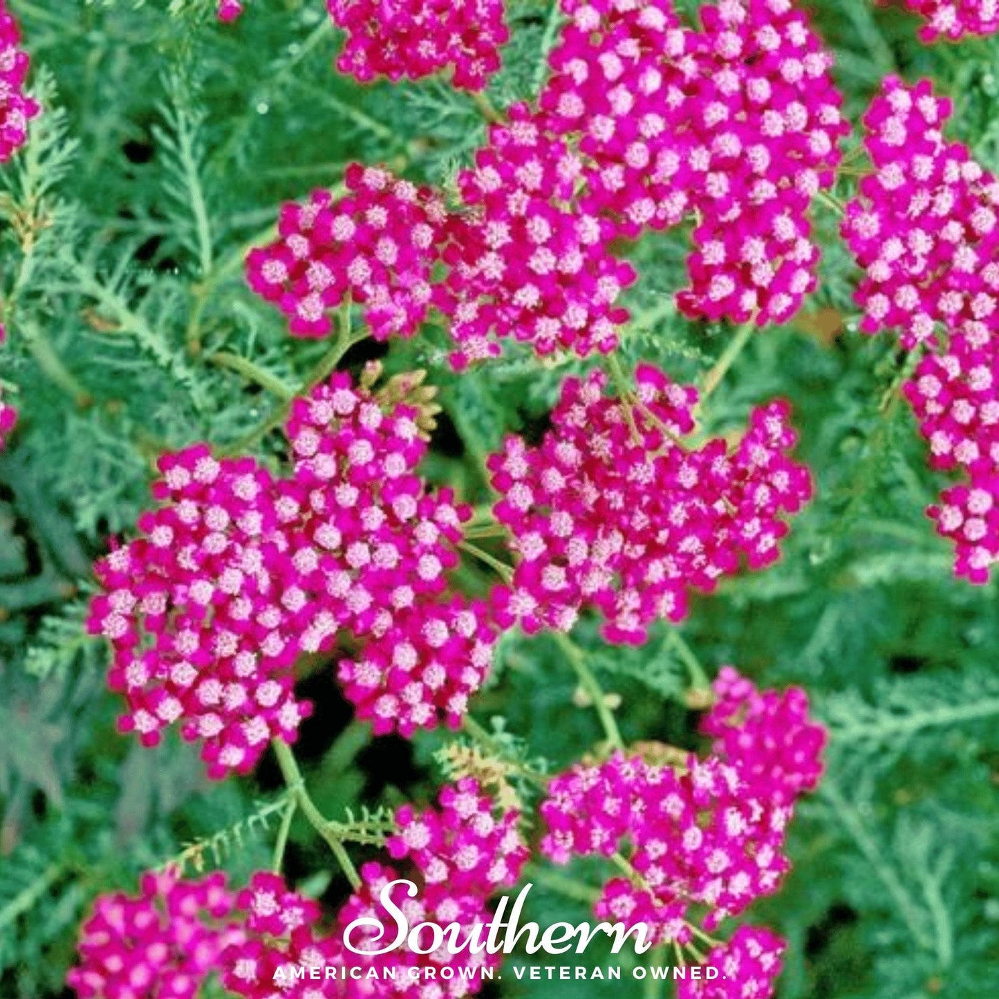 Cerise Queen Yarrow ā 50 Seeds
