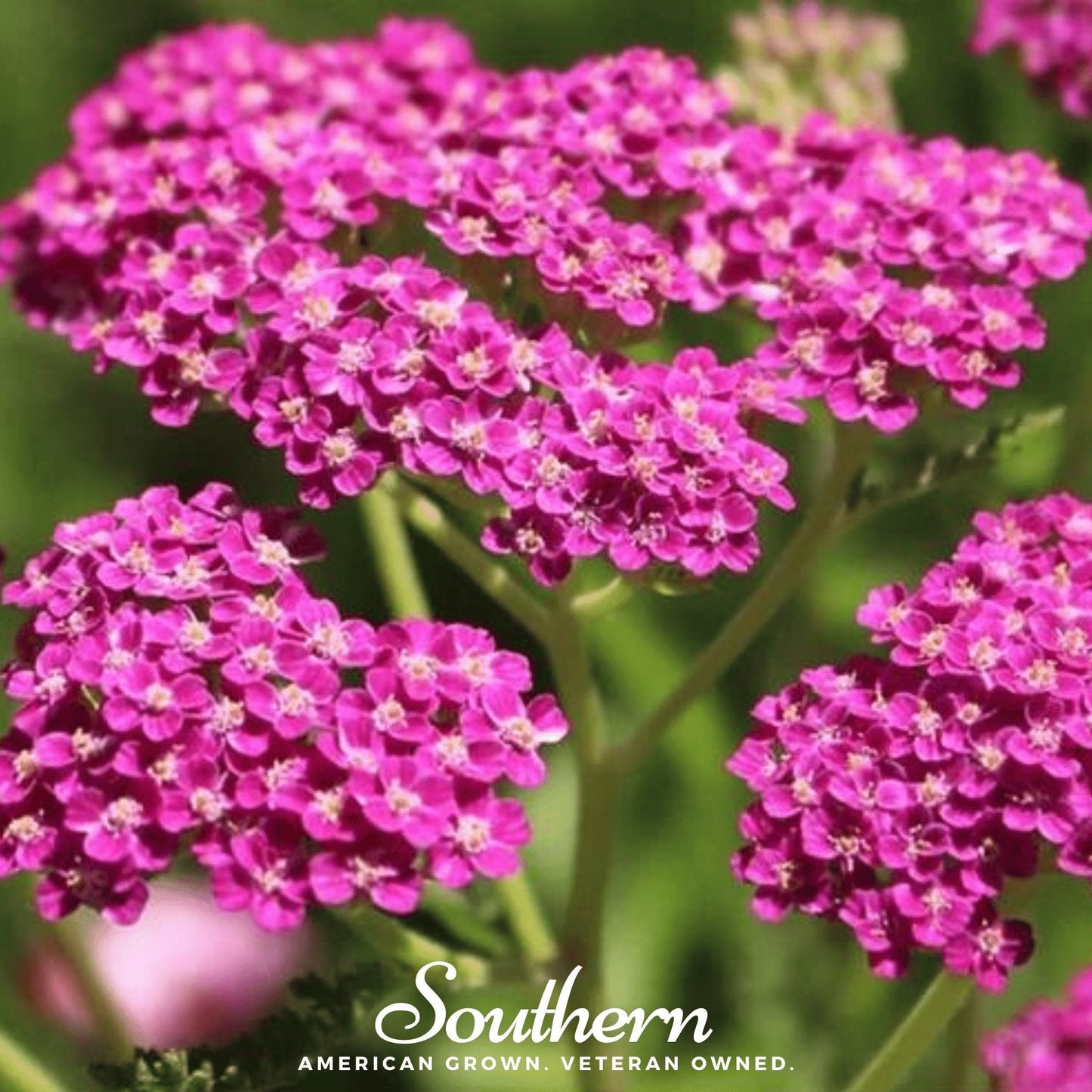 Cerise Queen Yarrow ā 50 Seeds
