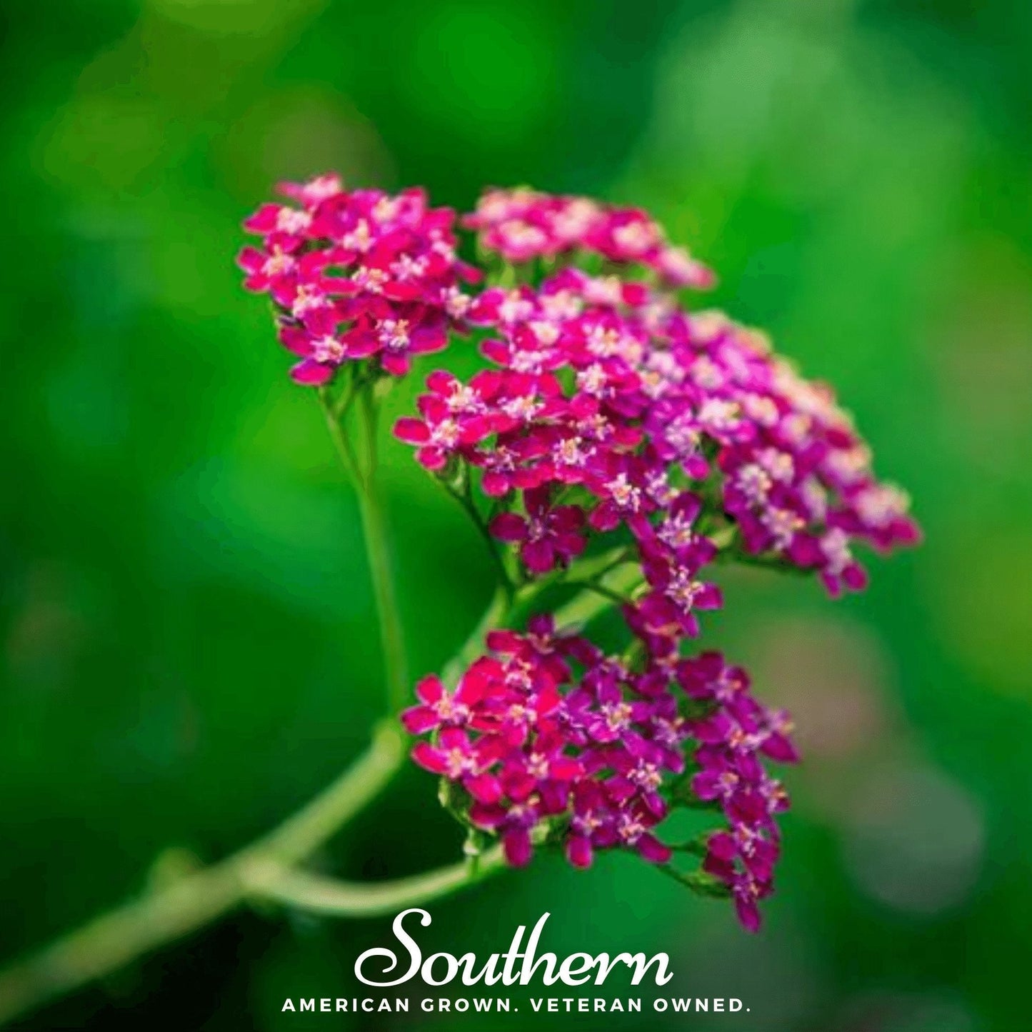 Cerise Queen Yarrow ā 50 Seeds