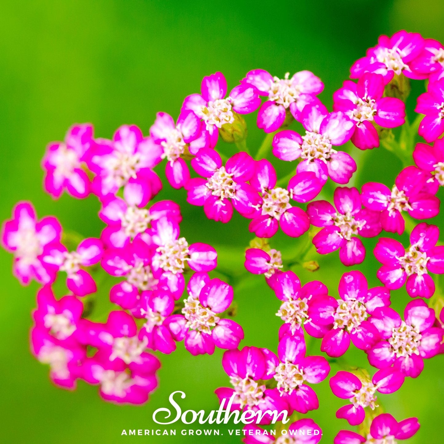 Cerise Queen Yarrow ā 50 Seeds
