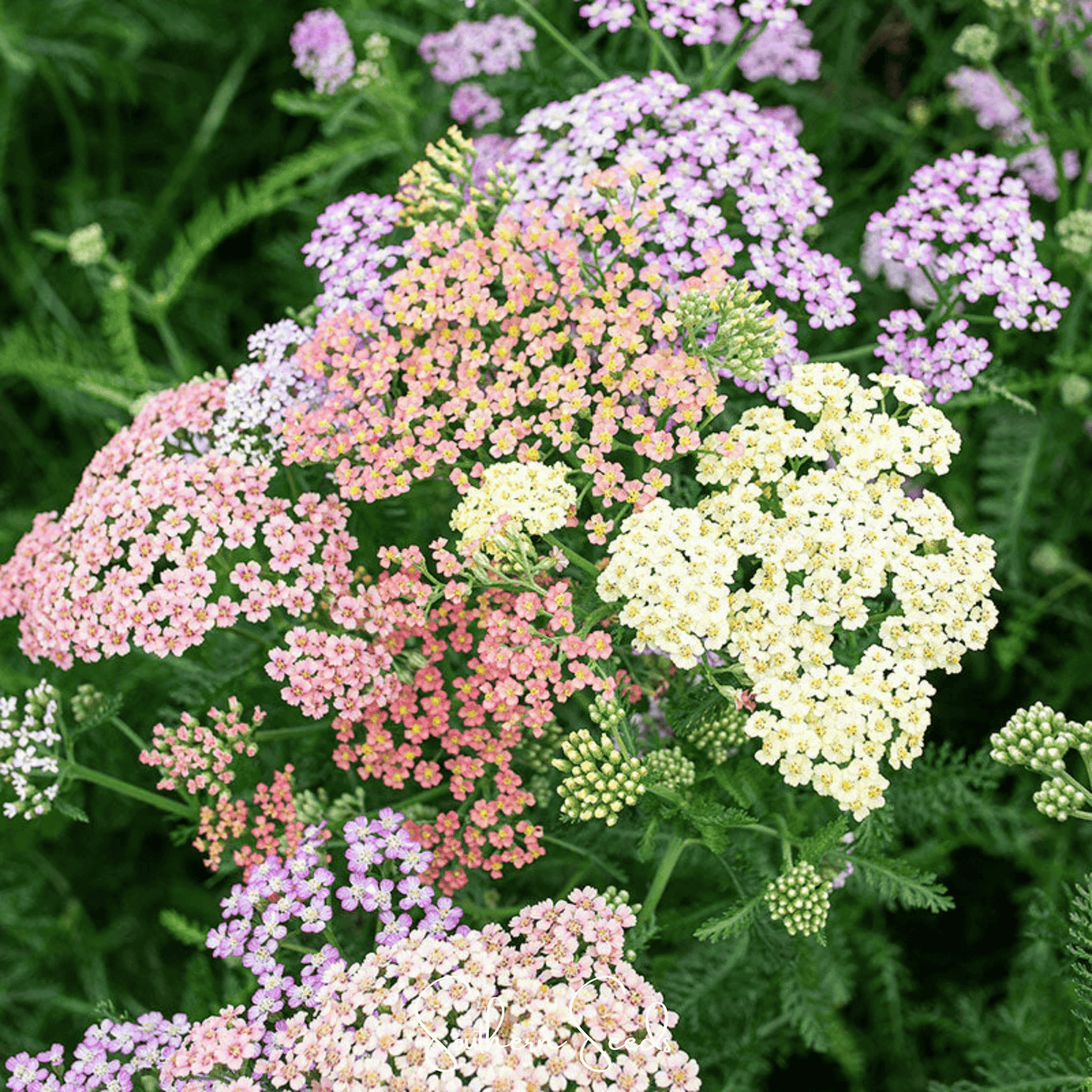 Colorado Yarrow Mix ā 50 Seeds