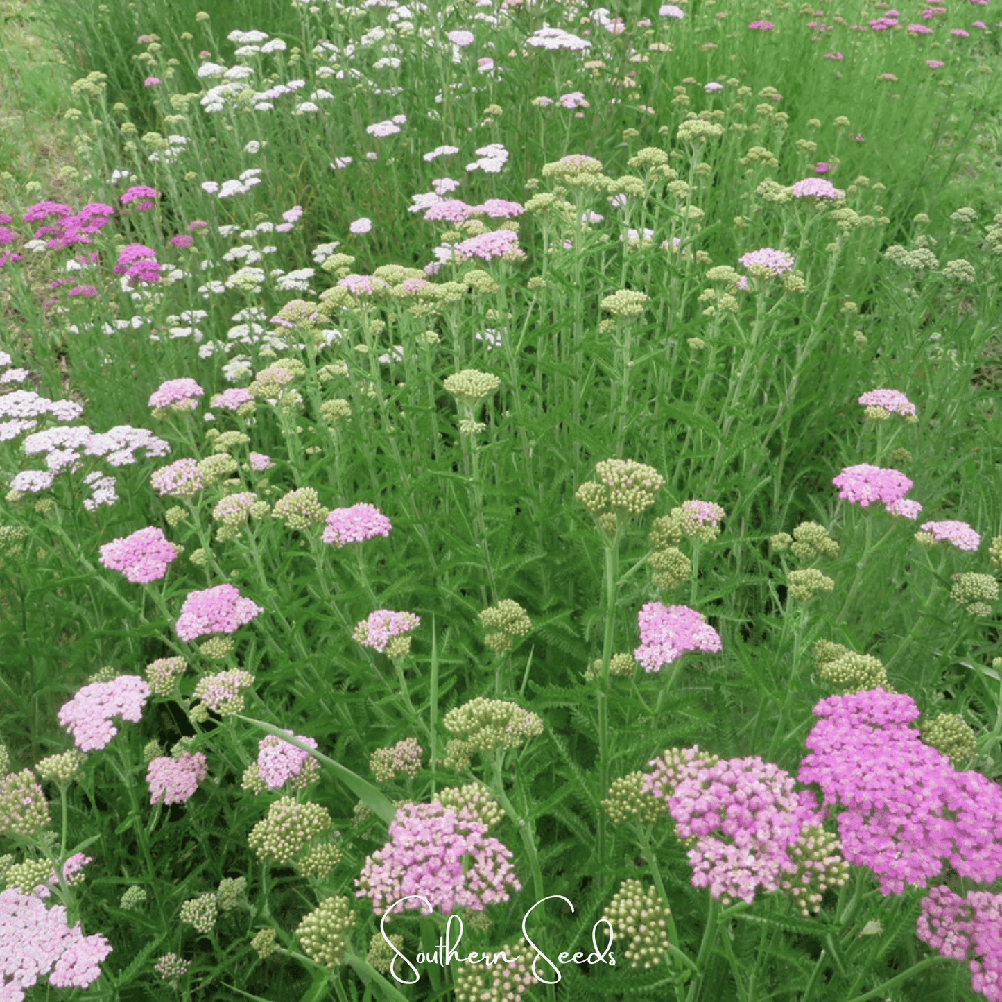 Colorado Yarrow Mix ā 50 Seeds