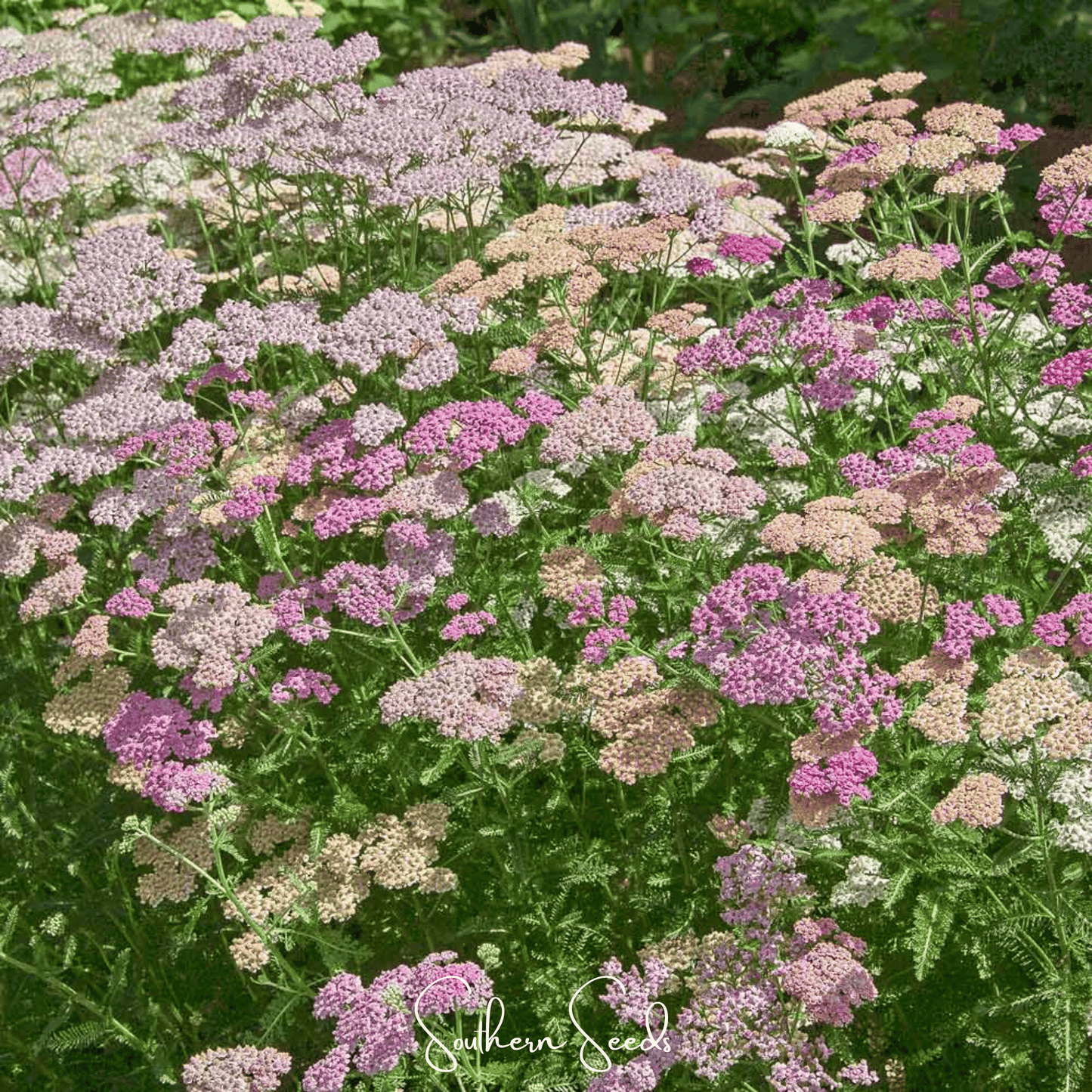 Colorado Yarrow Mix ā 50 Seeds
