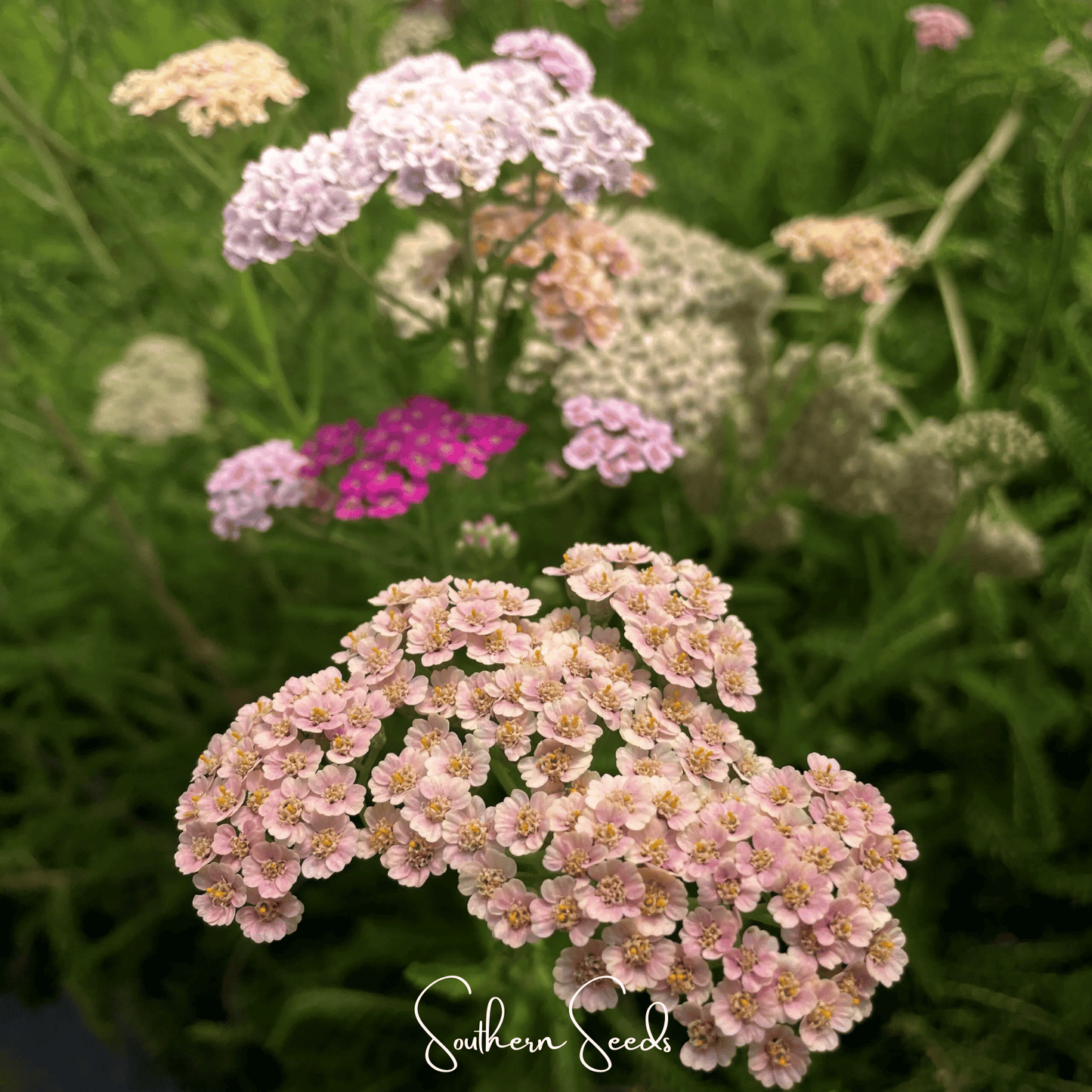 Colorado Yarrow Mix ā 50 Seeds