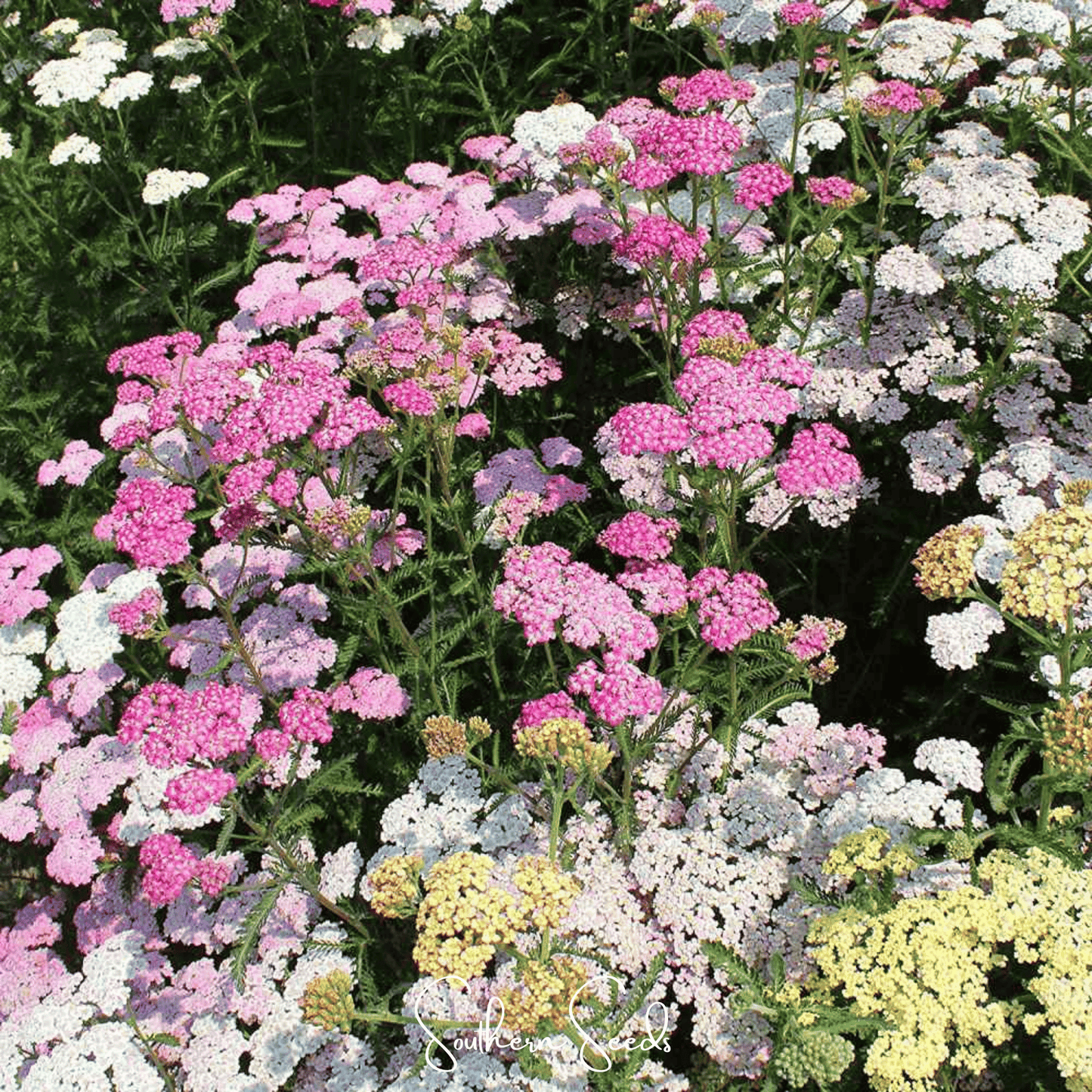 Colorado Yarrow Mix ā 50 Seeds