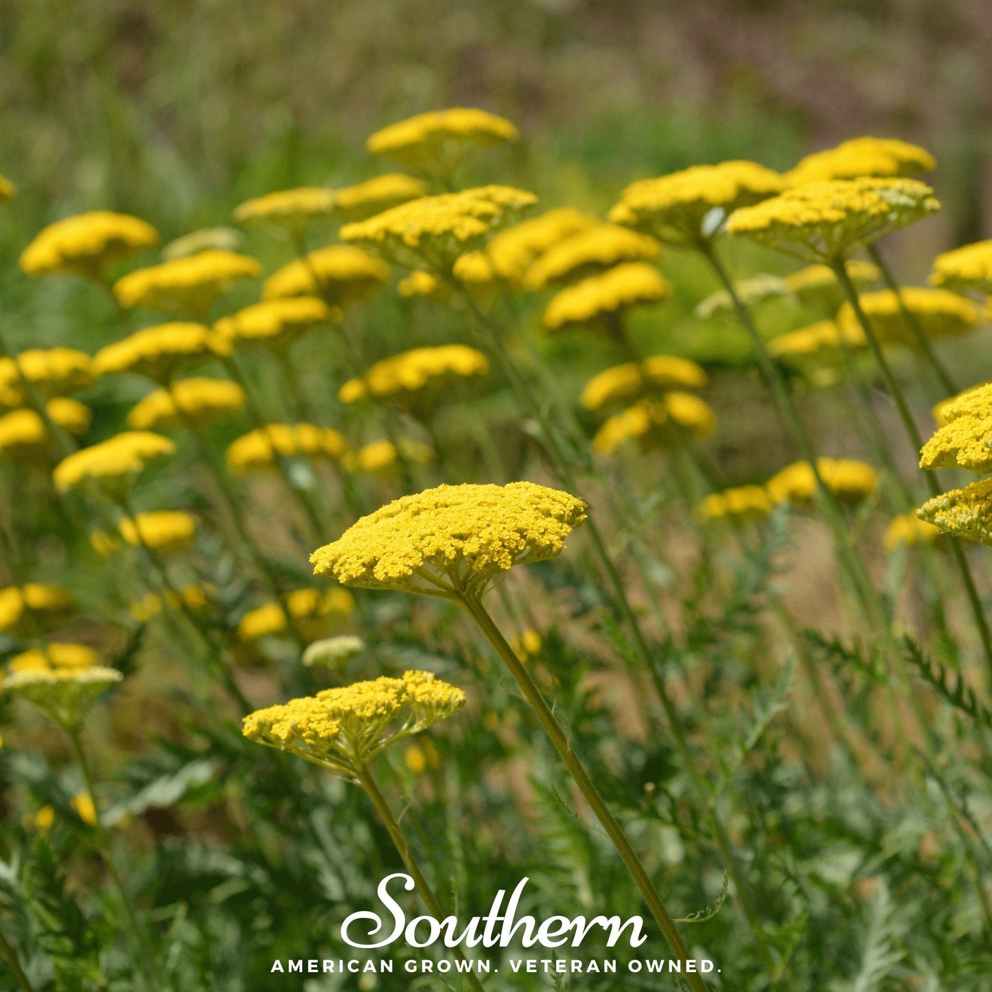 Golden Parker Yarrow ā 100 Seeds