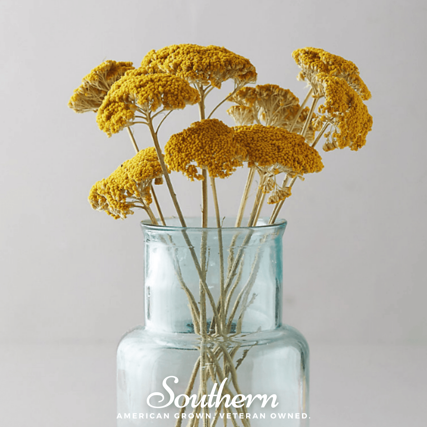 Golden Parker Yarrow ā 100 Seeds