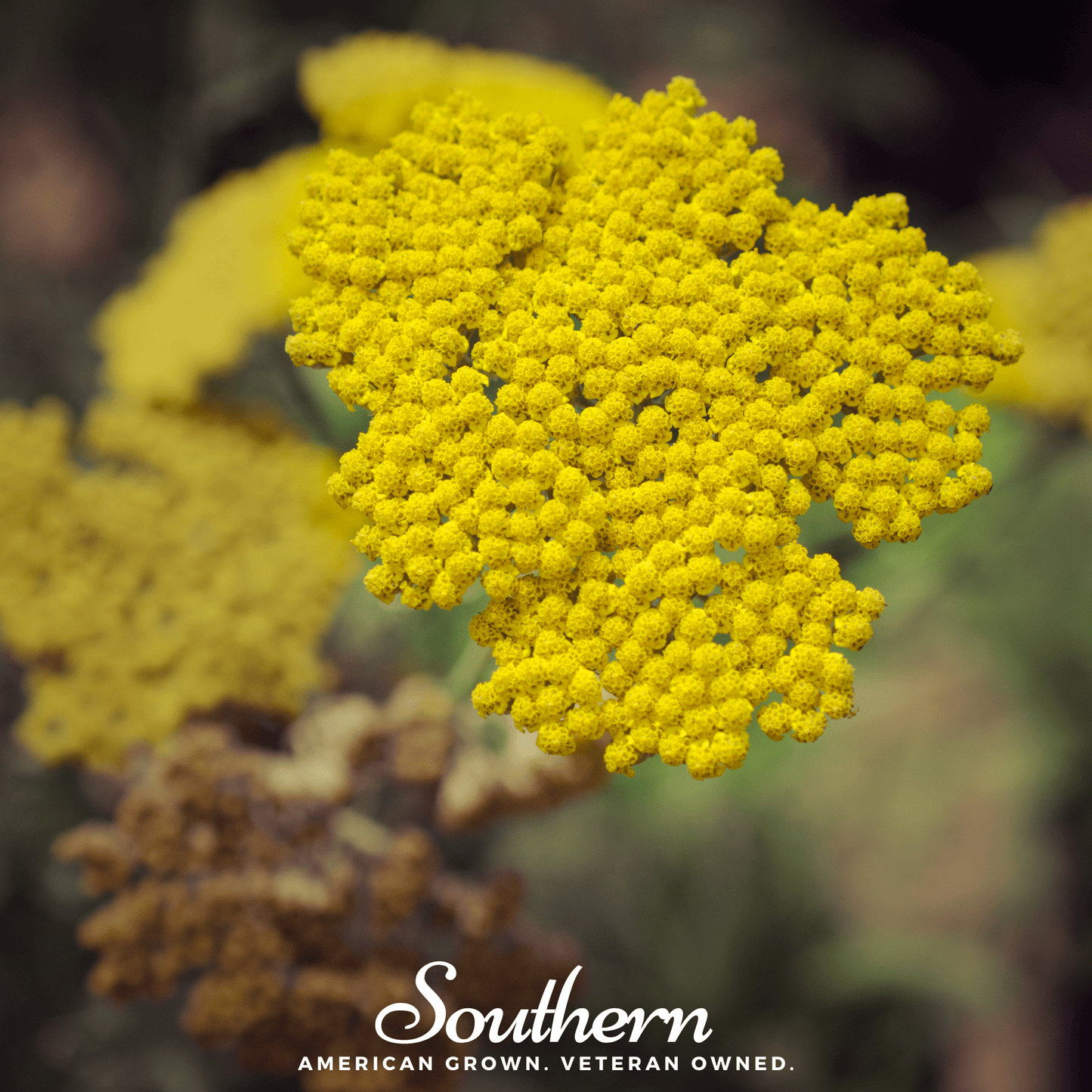 Golden Parker Yarrow ā 100 Seeds