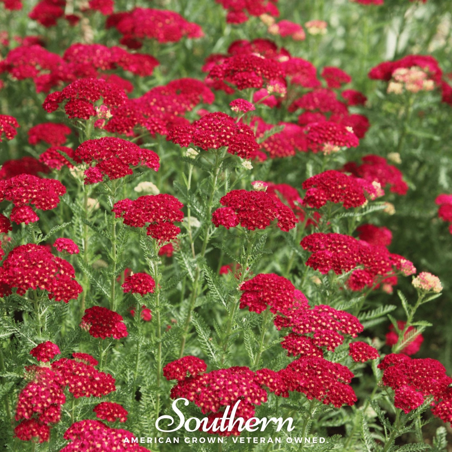 Red Yarrow ā 100 Seeds