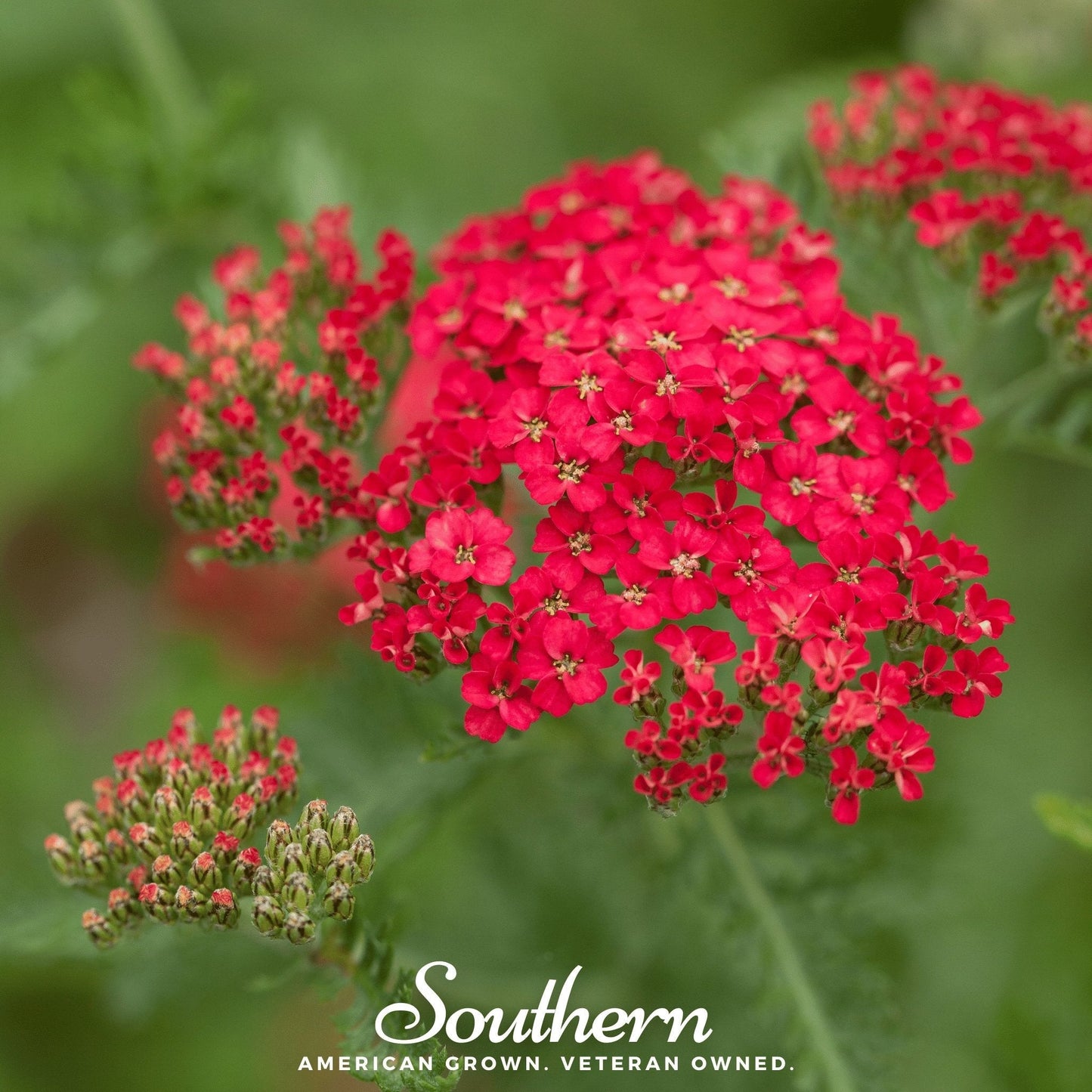 Red Yarrow ā 100 Seeds