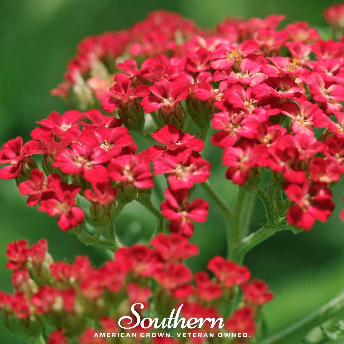 Red Yarrow ā 100 Seeds