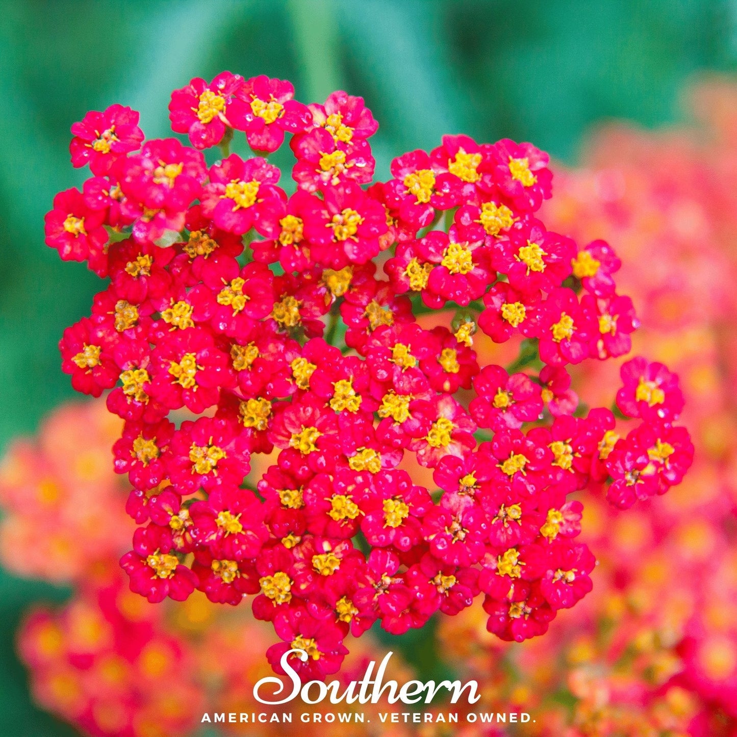 Red Yarrow ā 100 Seeds