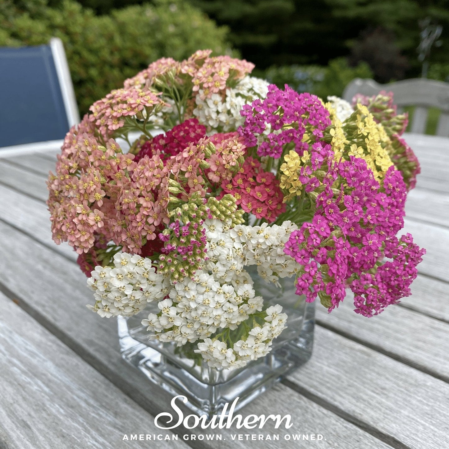 Summer Berries Yarrow Mix ā 50 Seeds