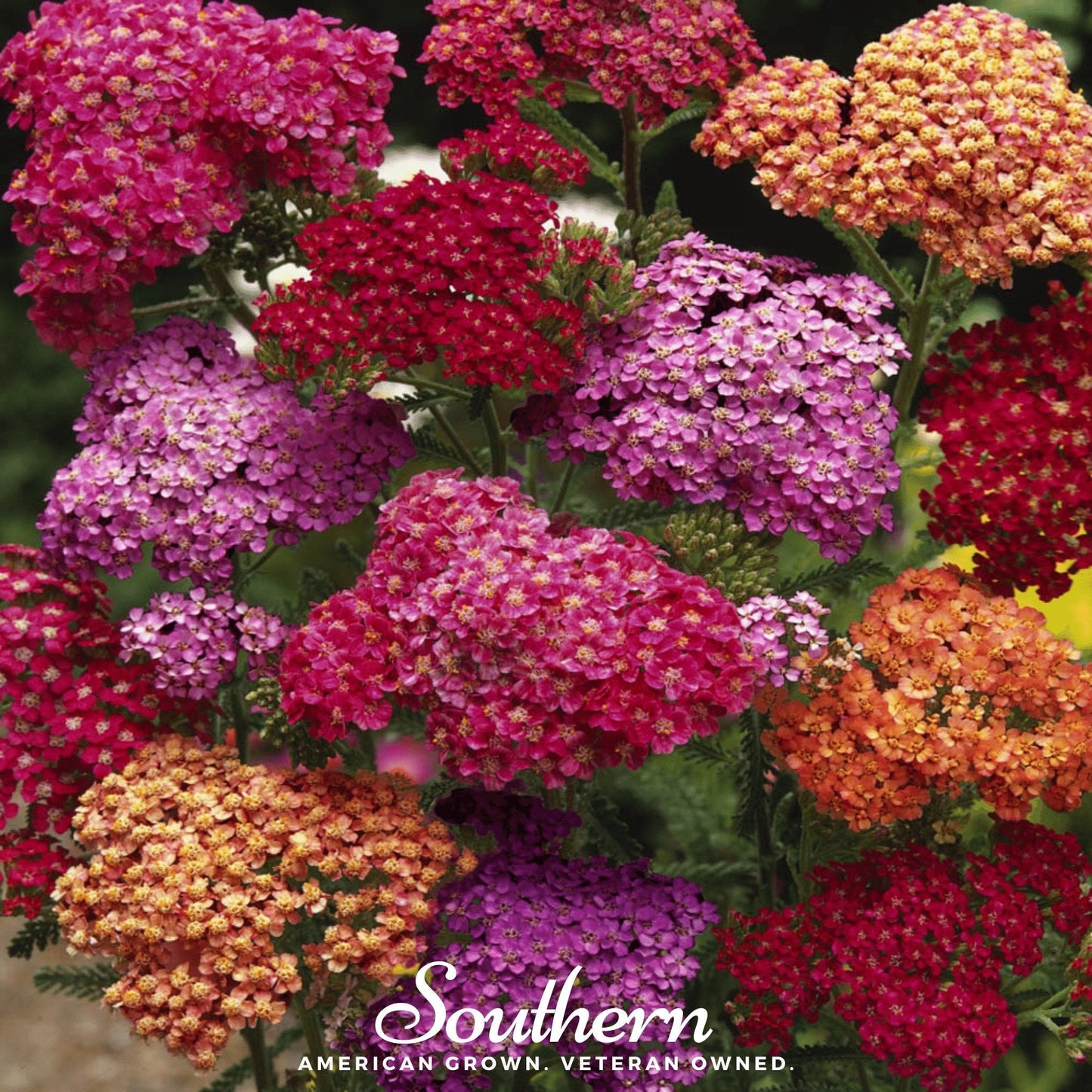 Summer Berries Yarrow Mix ā 50 Seeds