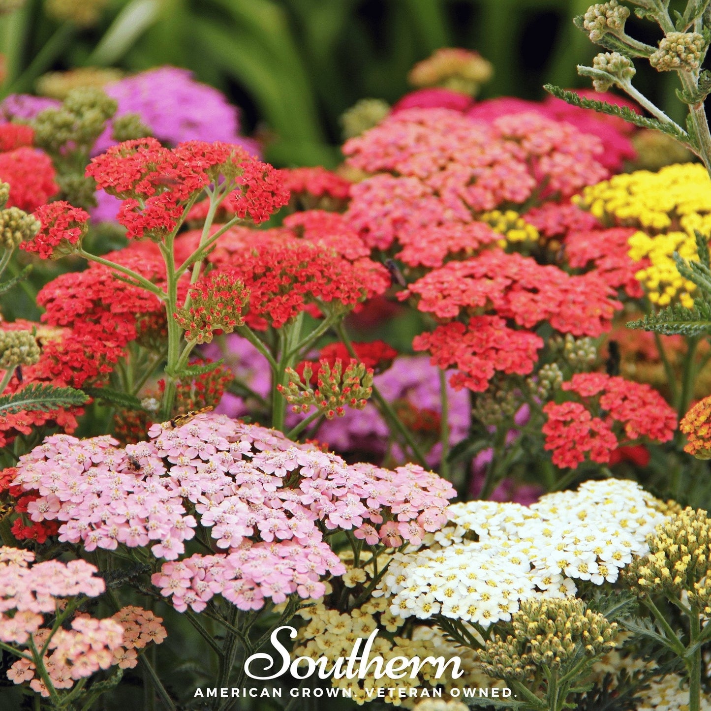 Summer Berries Yarrow Mix ā 50 Seeds