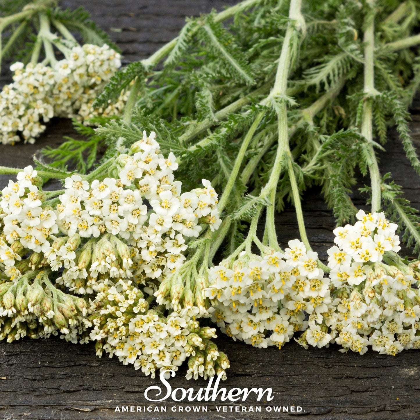 White Yarrow ā 100 Seeds