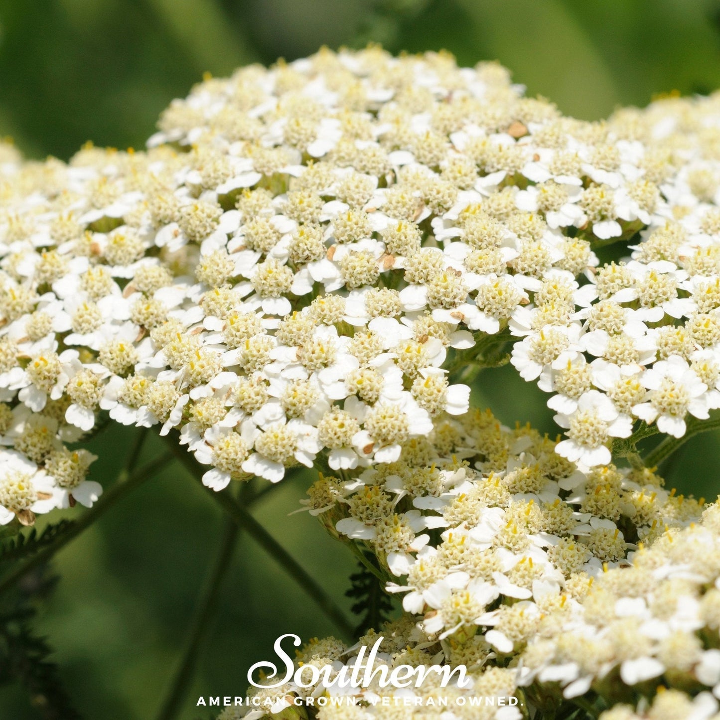 White Yarrow ā 100 Seeds