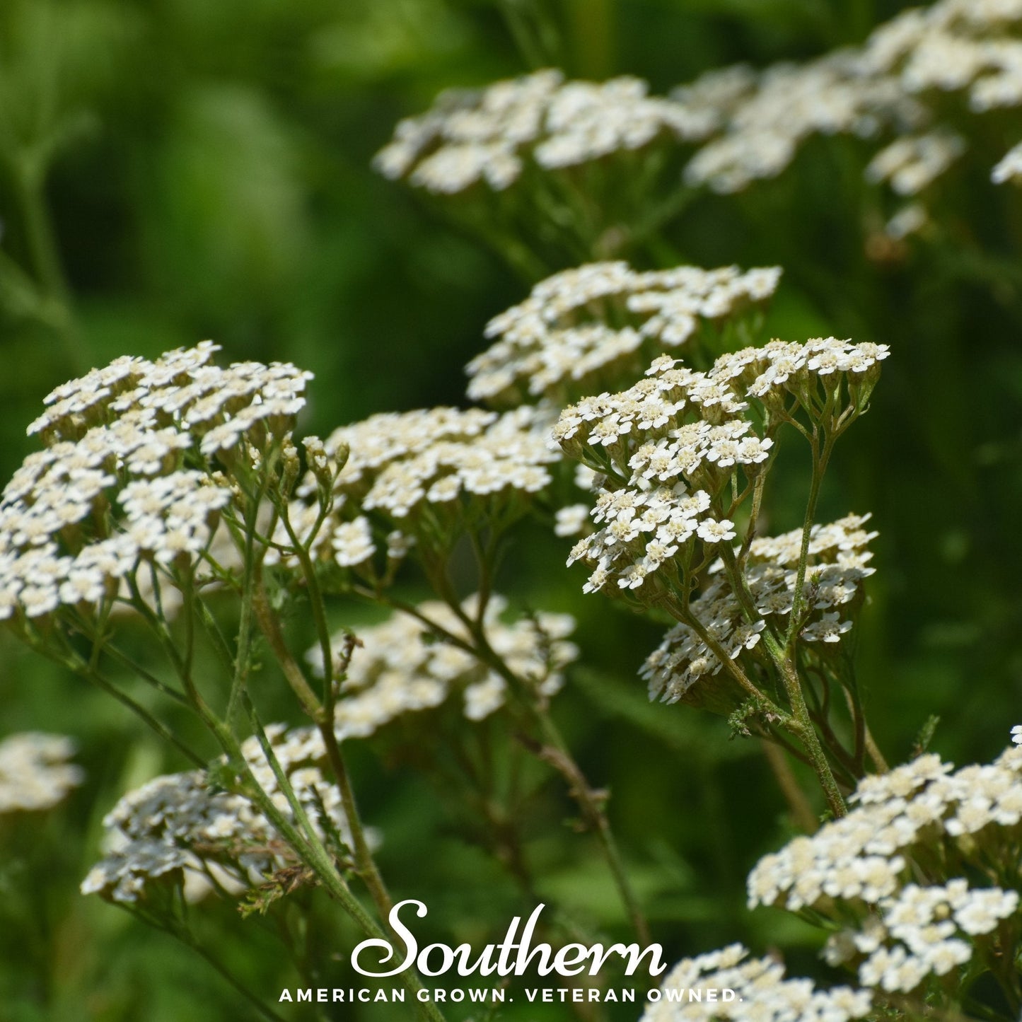 White Yarrow ā 100 Seeds