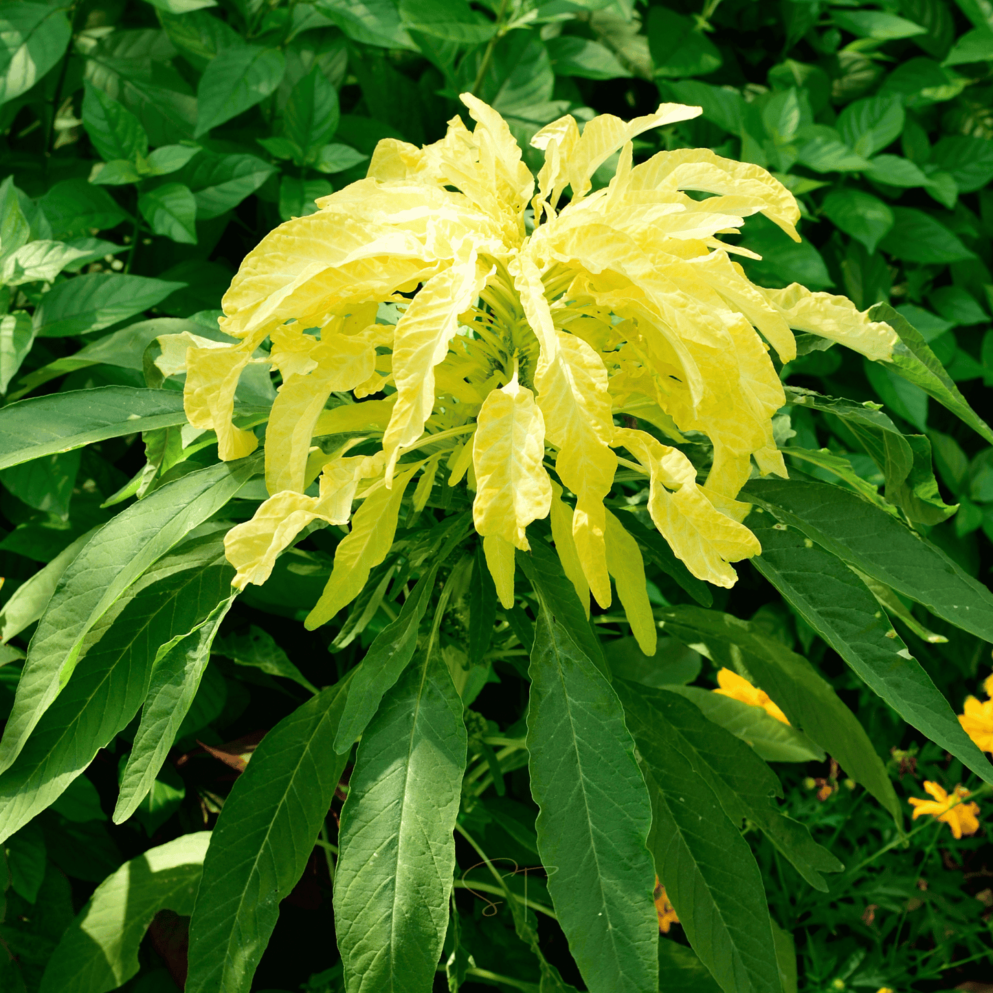Yellow Amaranth ā 100 Seeds