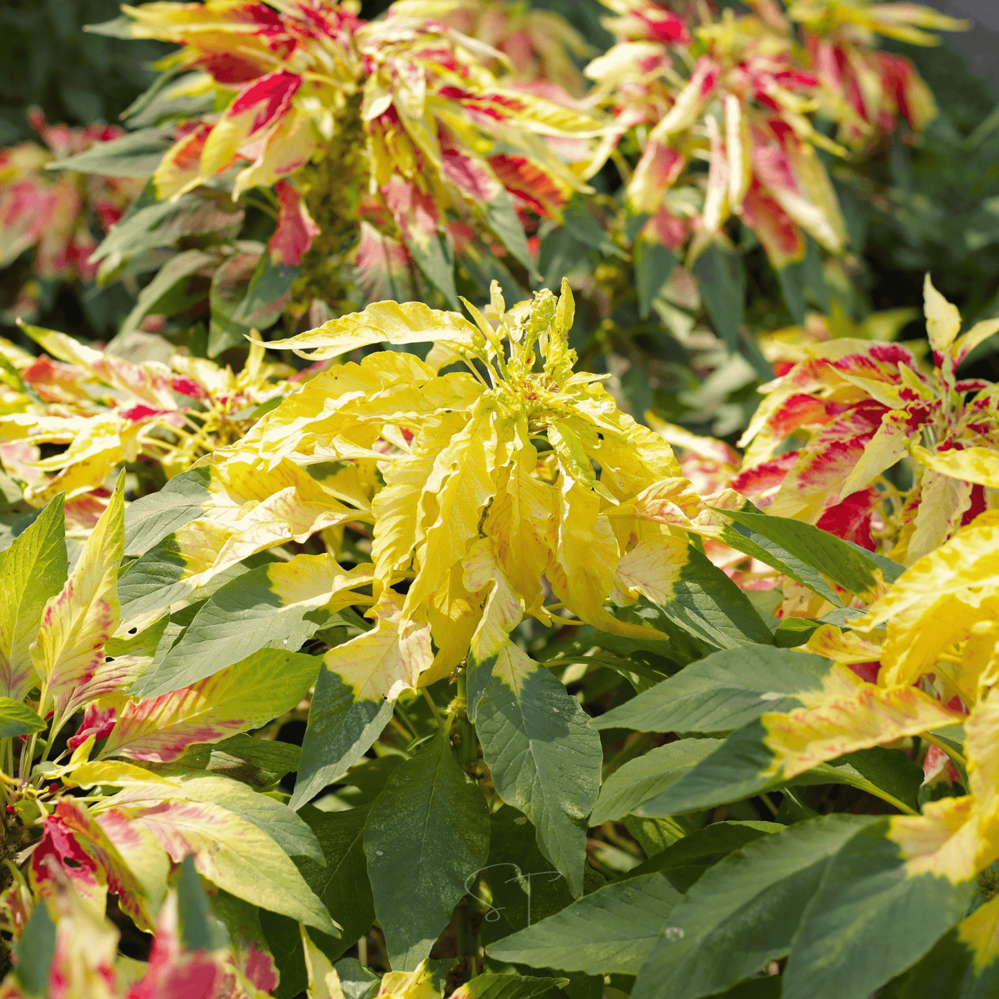 Yellow Amaranth ā 100 Seeds