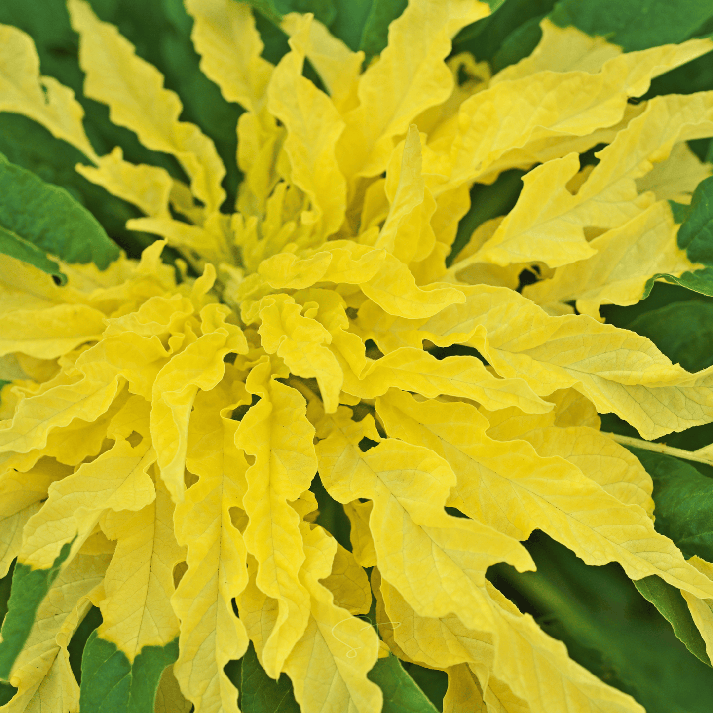 Yellow Amaranth ā 100 Seeds