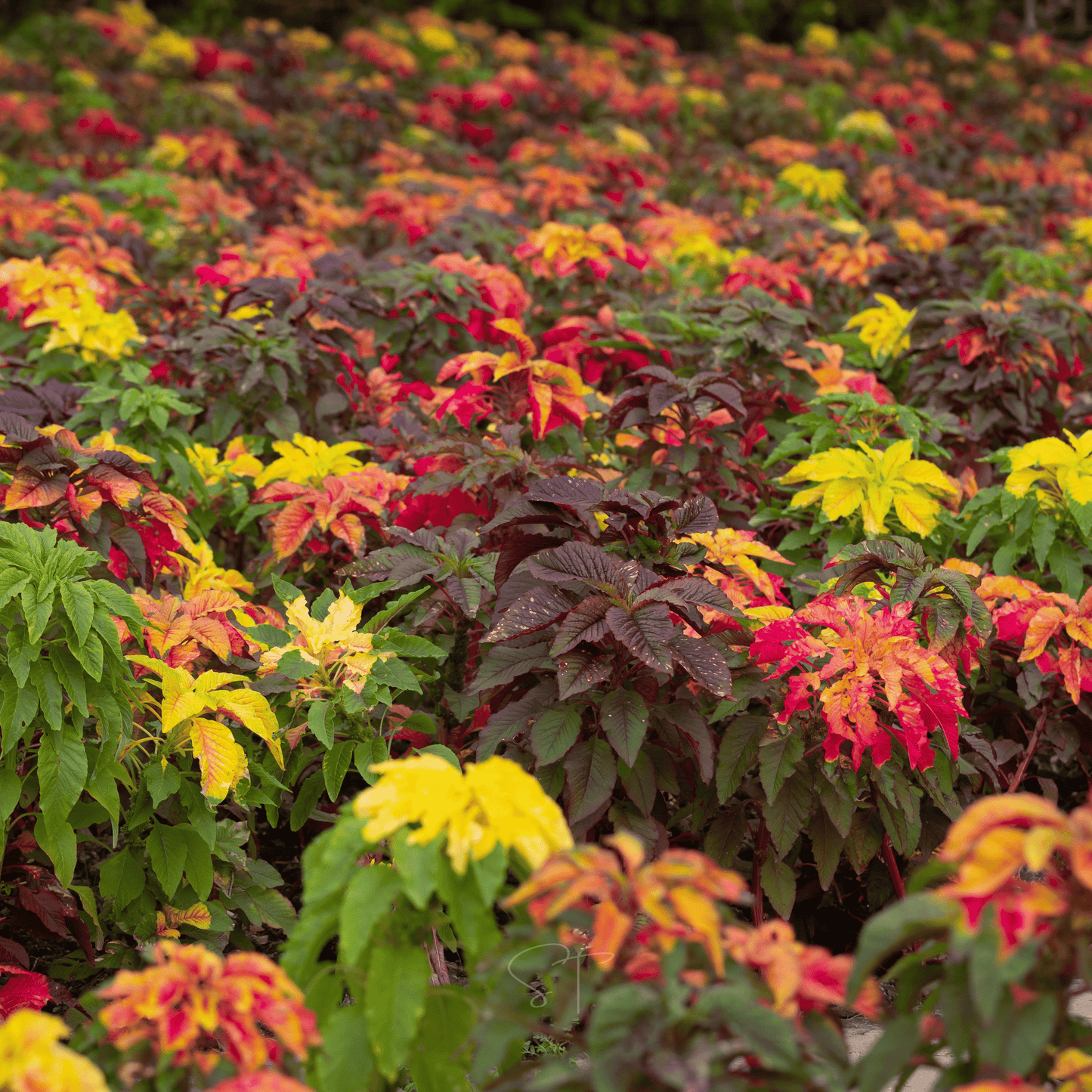 Yellow Amaranth ā 100 Seeds