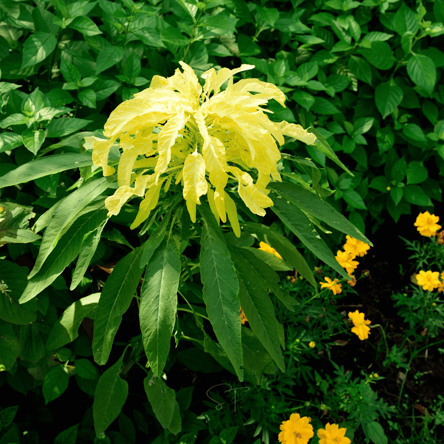 Yellow Amaranth ā 100 Seeds