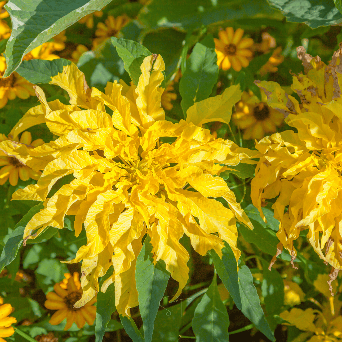 Yellow Amaranth ā 100 Seeds