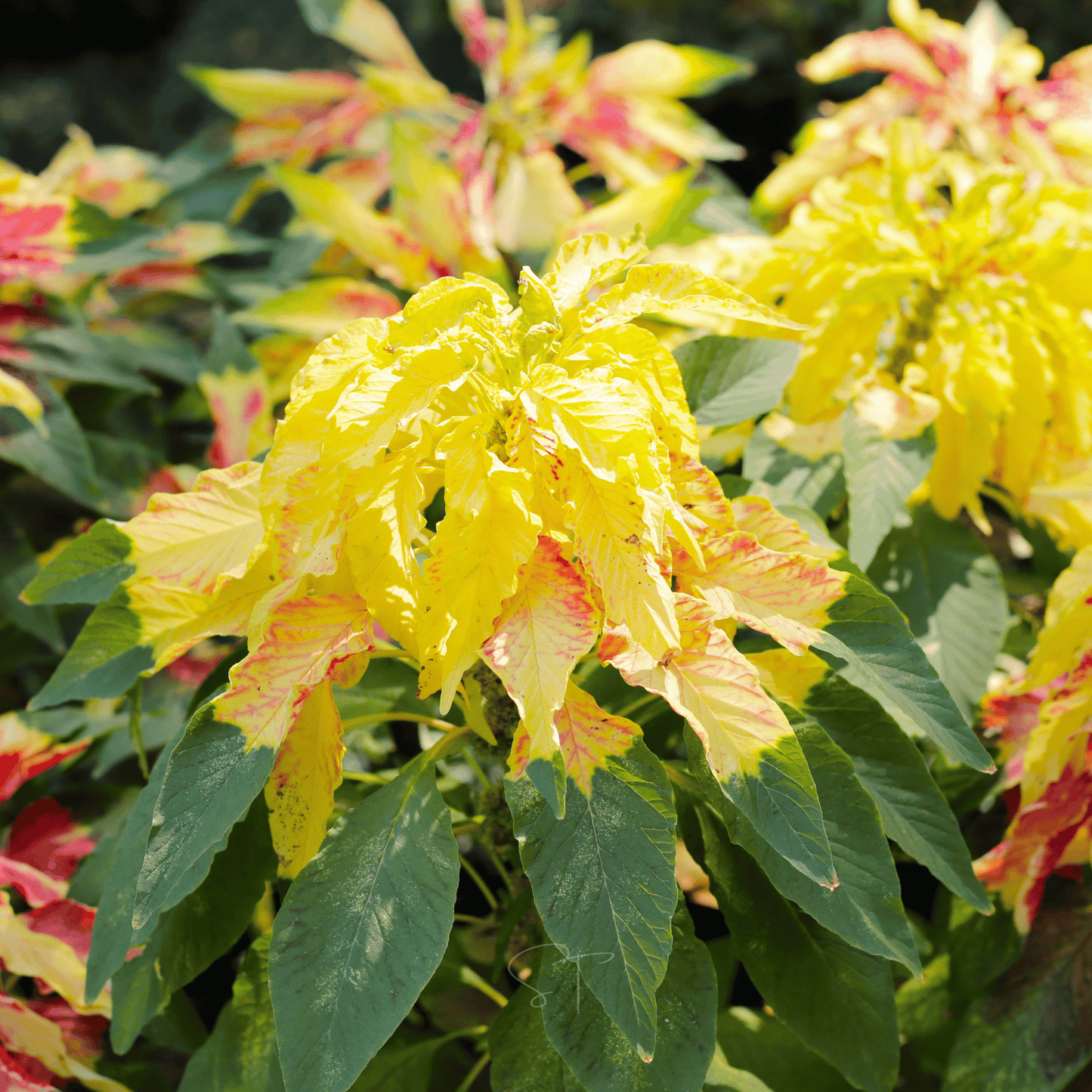 Yellow Amaranth ā 100 Seeds