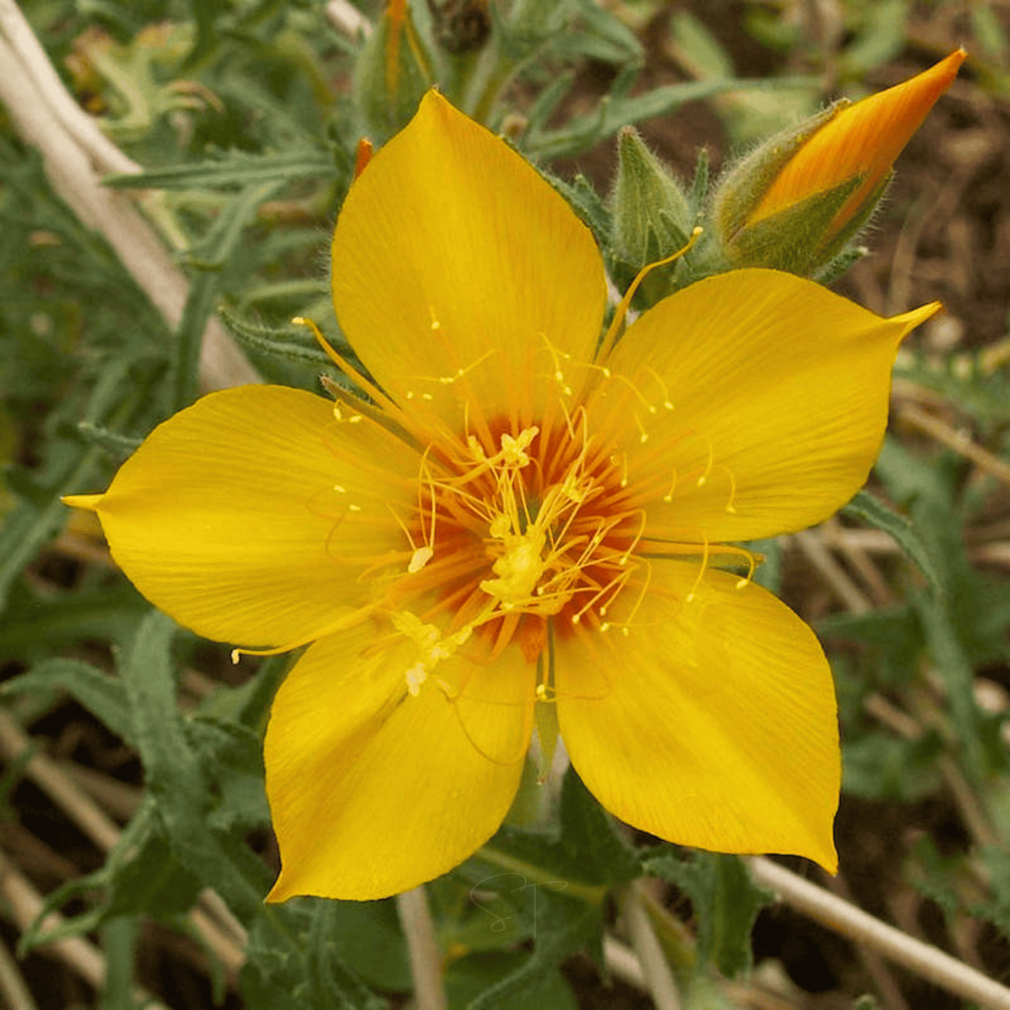 Yellow Blazing Star ā 50 Seeds