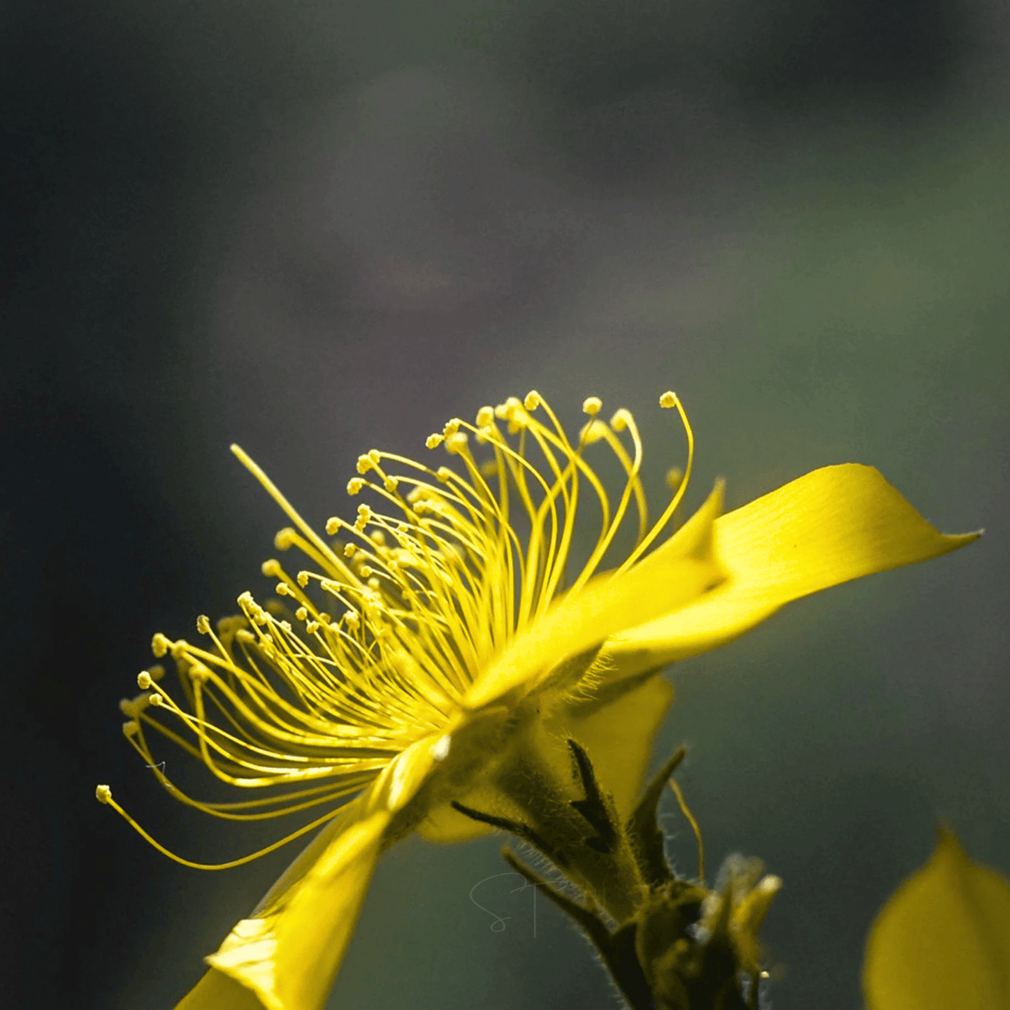 Yellow Blazing Star ā 50 Seeds