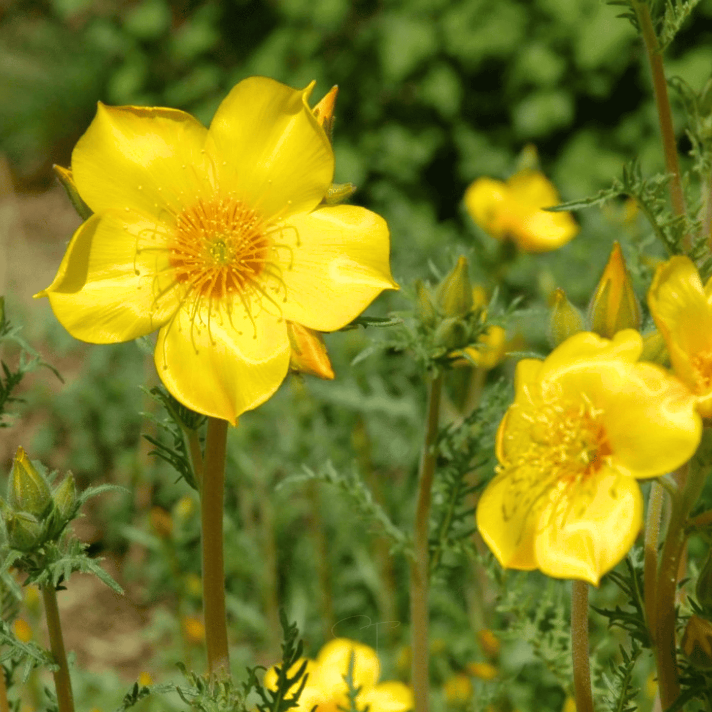 Yellow Blazing Star ā 50 Seeds