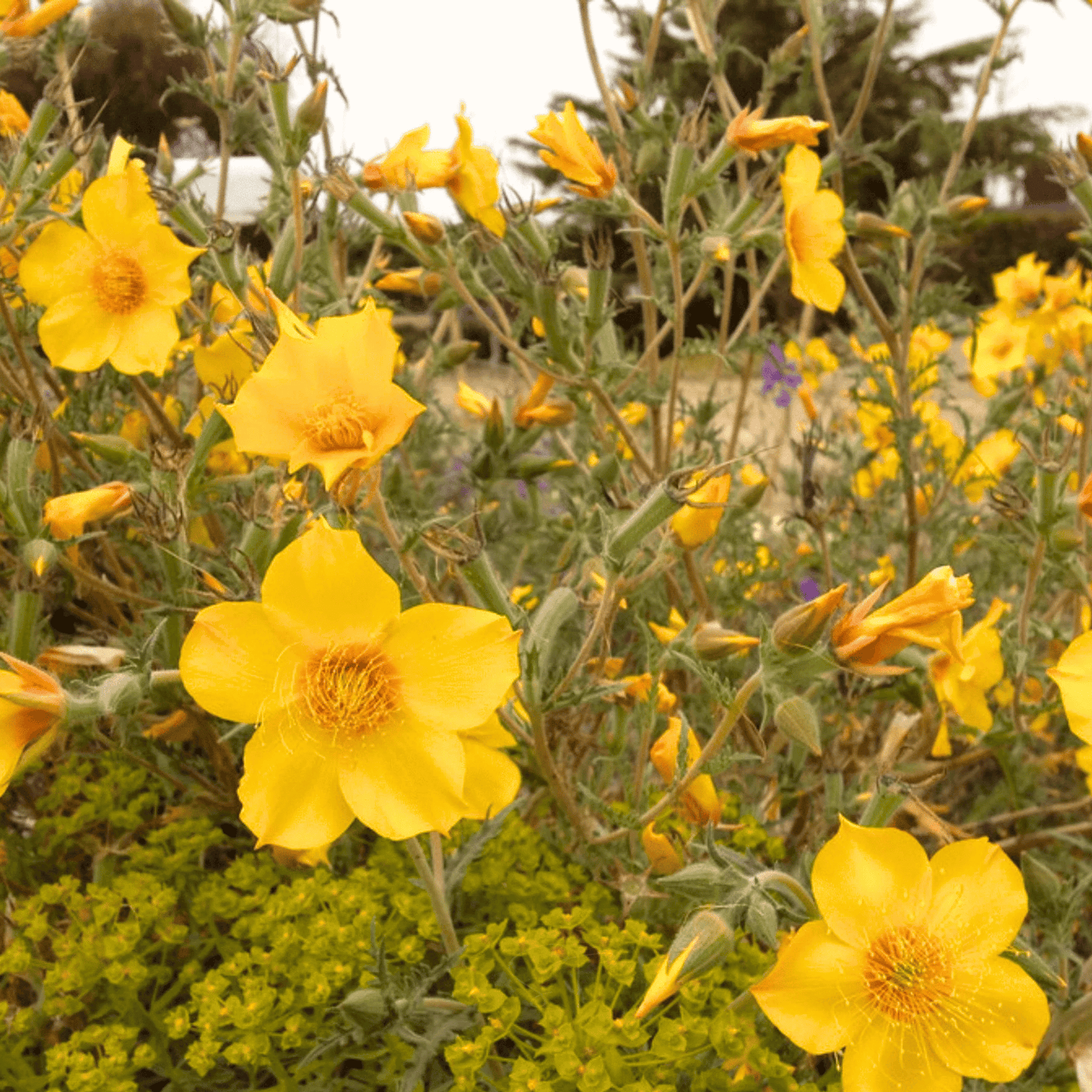 Yellow Blazing Star ā 50 Seeds