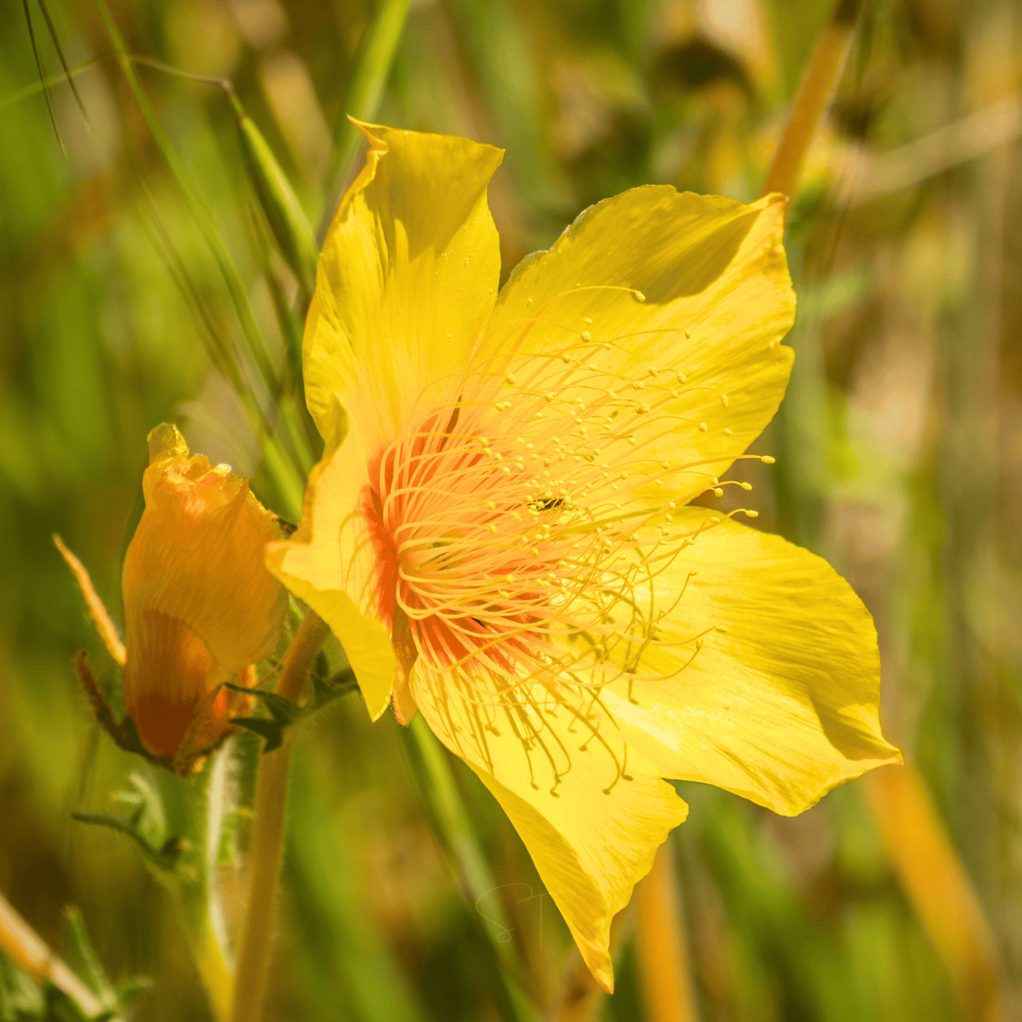Yellow Blazing Star ā 50 Seeds