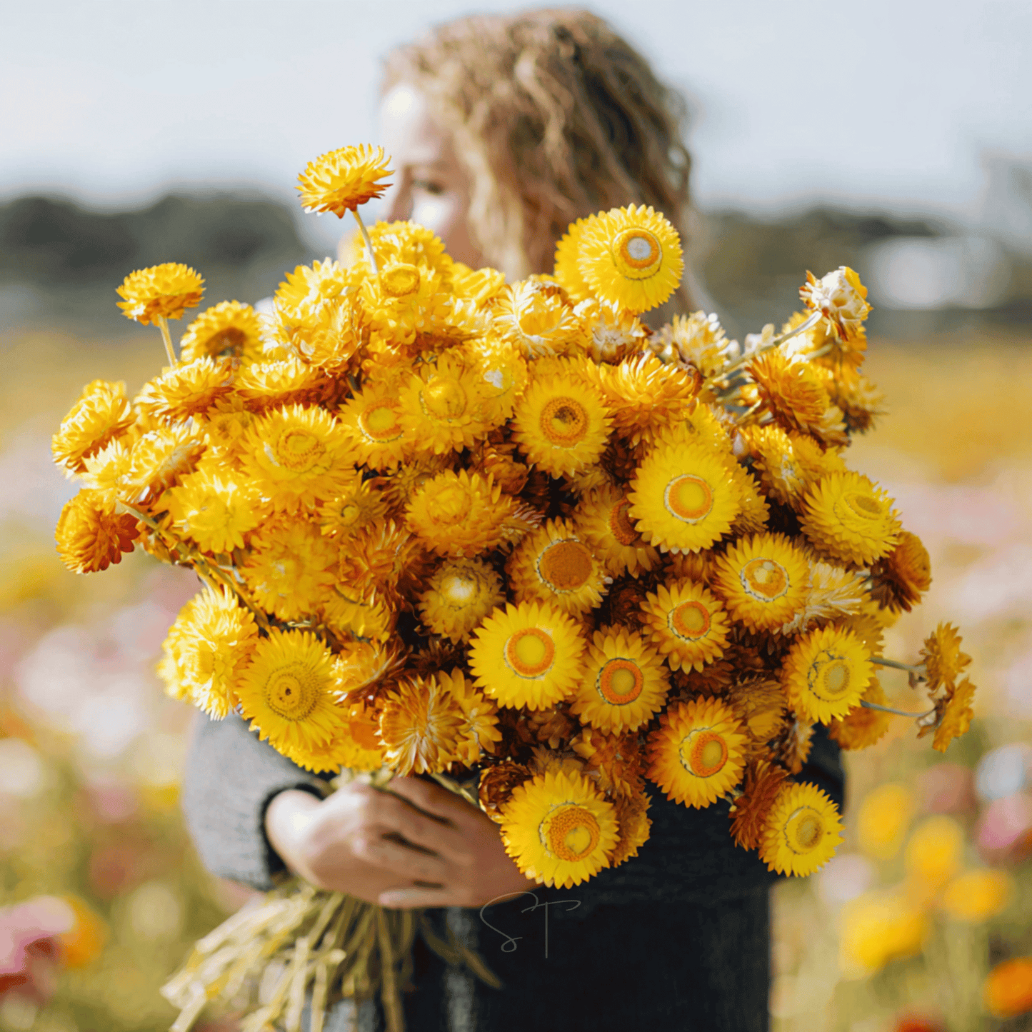 Yellow Strawflower ā 100 Seeds