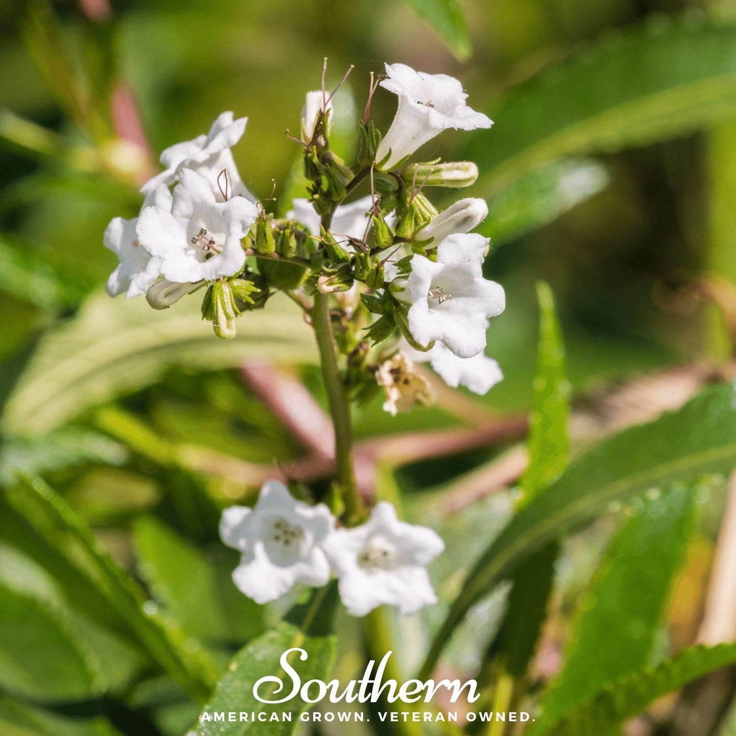Yerba Santa ā 30 Seeds
