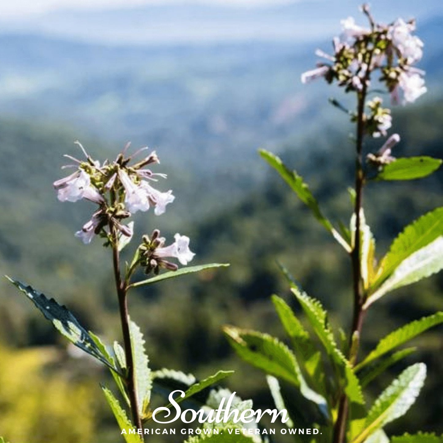 Yerba Santa ā 30 Seeds