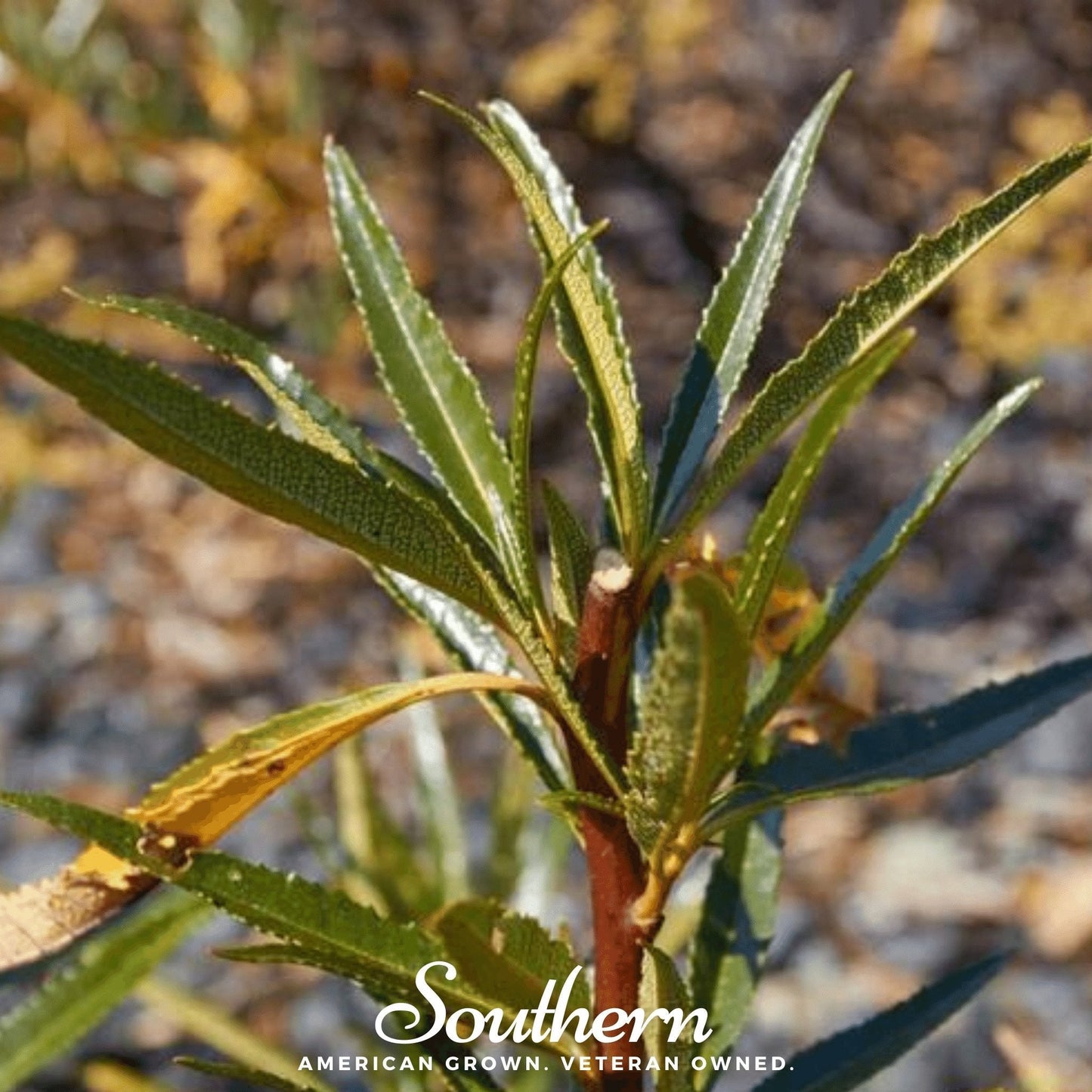 Yerba Santa ā 30 Seeds